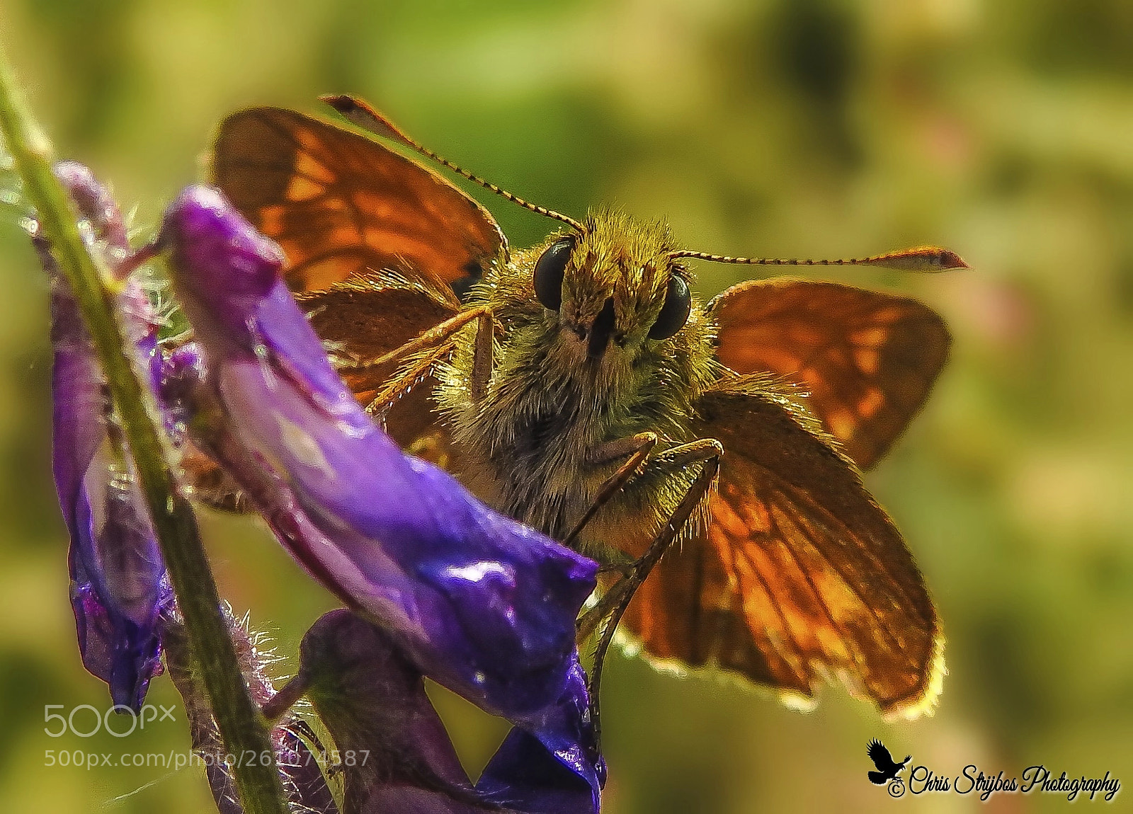 Nikon Coolpix P900 sample photo. Skipper butterfly  (dikkopje) photography