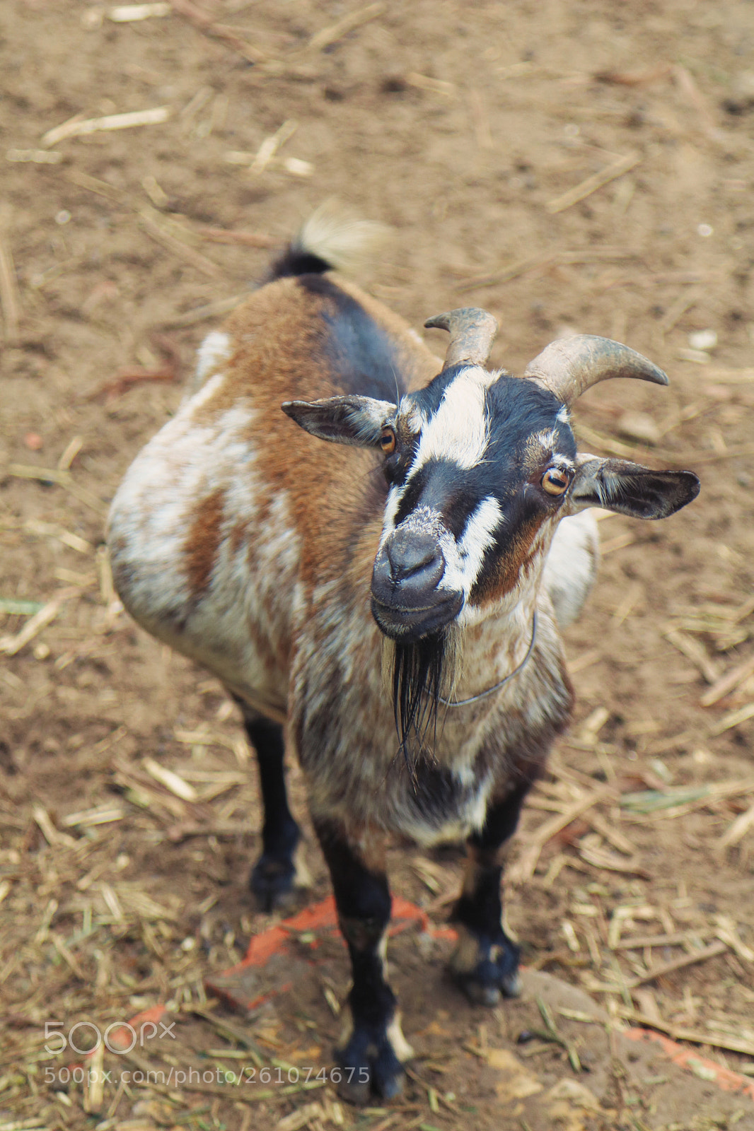 Canon EOS 750D (EOS Rebel T6i / EOS Kiss X8i) sample photo. The goat photography