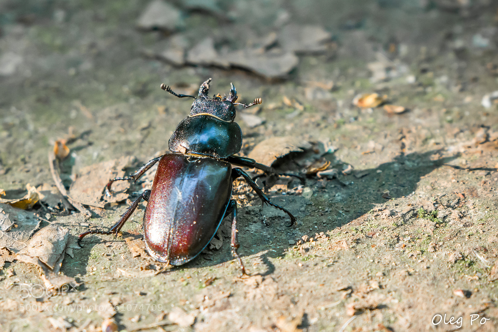 Nikon D7200 sample photo. Mrs. lucanus cervus photography