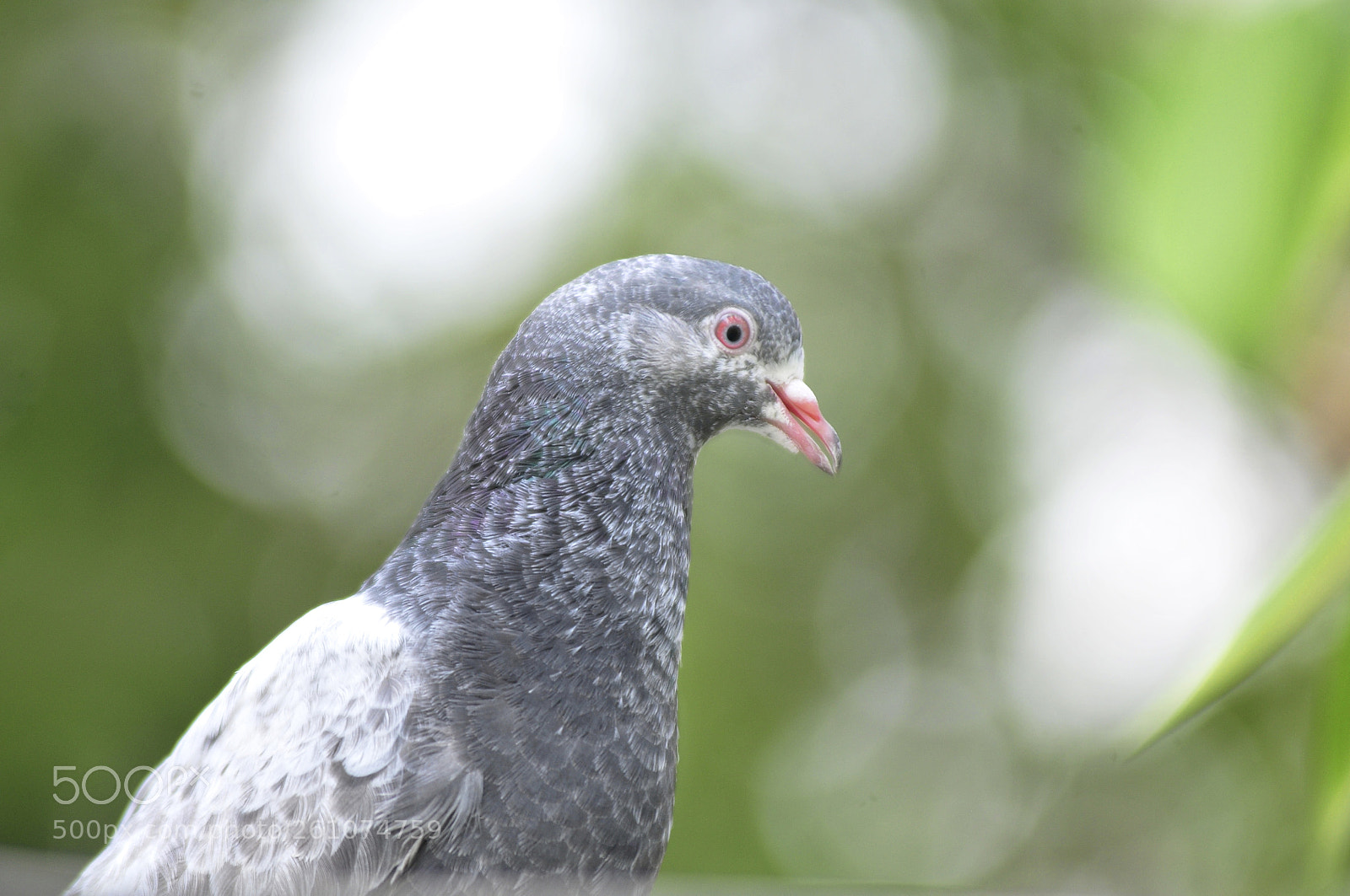 Nikon D300S sample photo. Feral pigeon photography