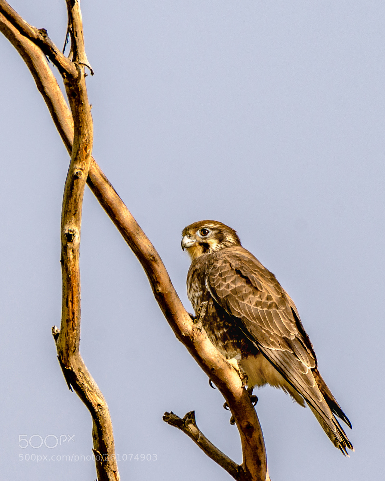 Nikon D7200 sample photo. Brown falcon photography