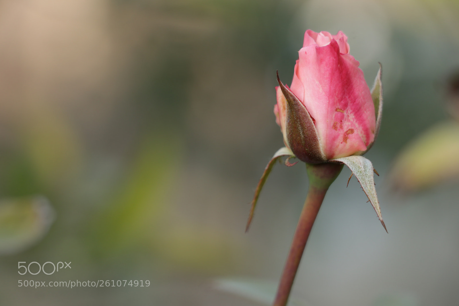 Canon EOS 80D sample photo. Img photography