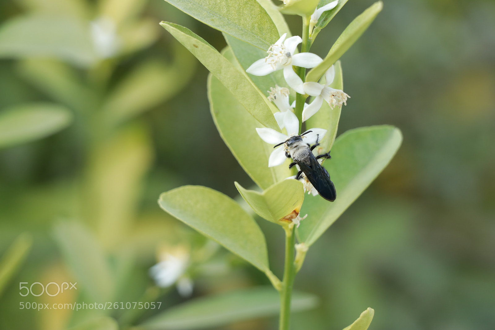 Canon EOS 80D sample photo. Img photography