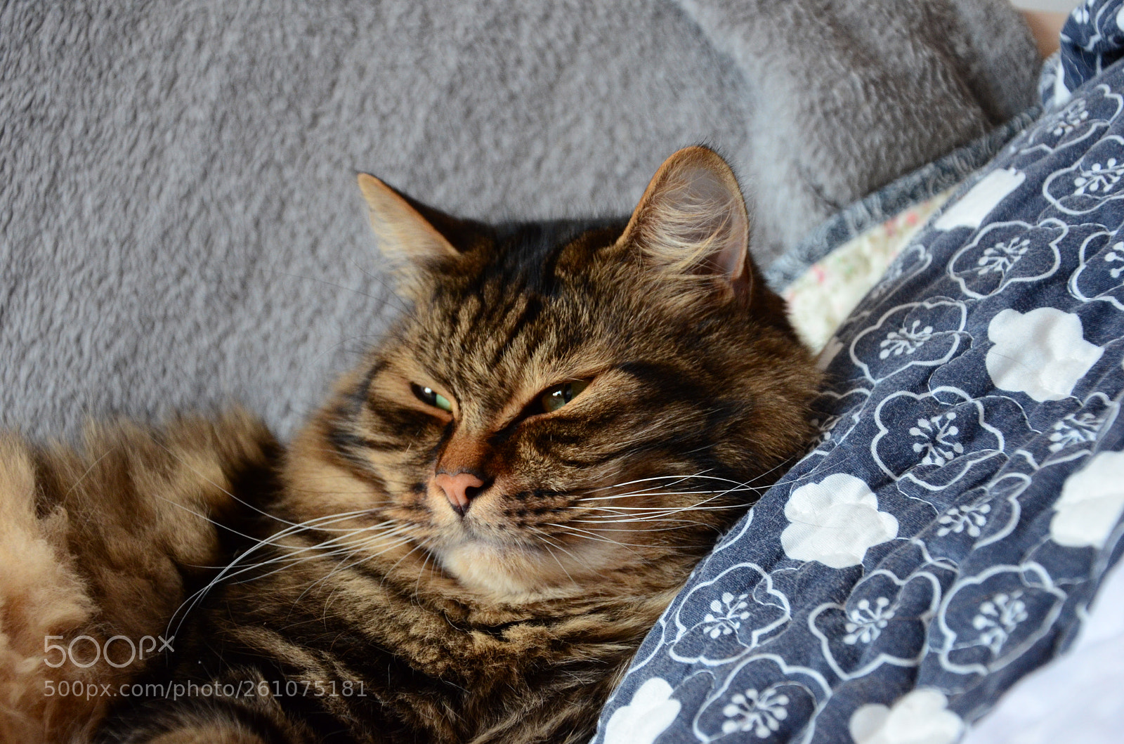 Nikon D7000 sample photo. Untitled photography