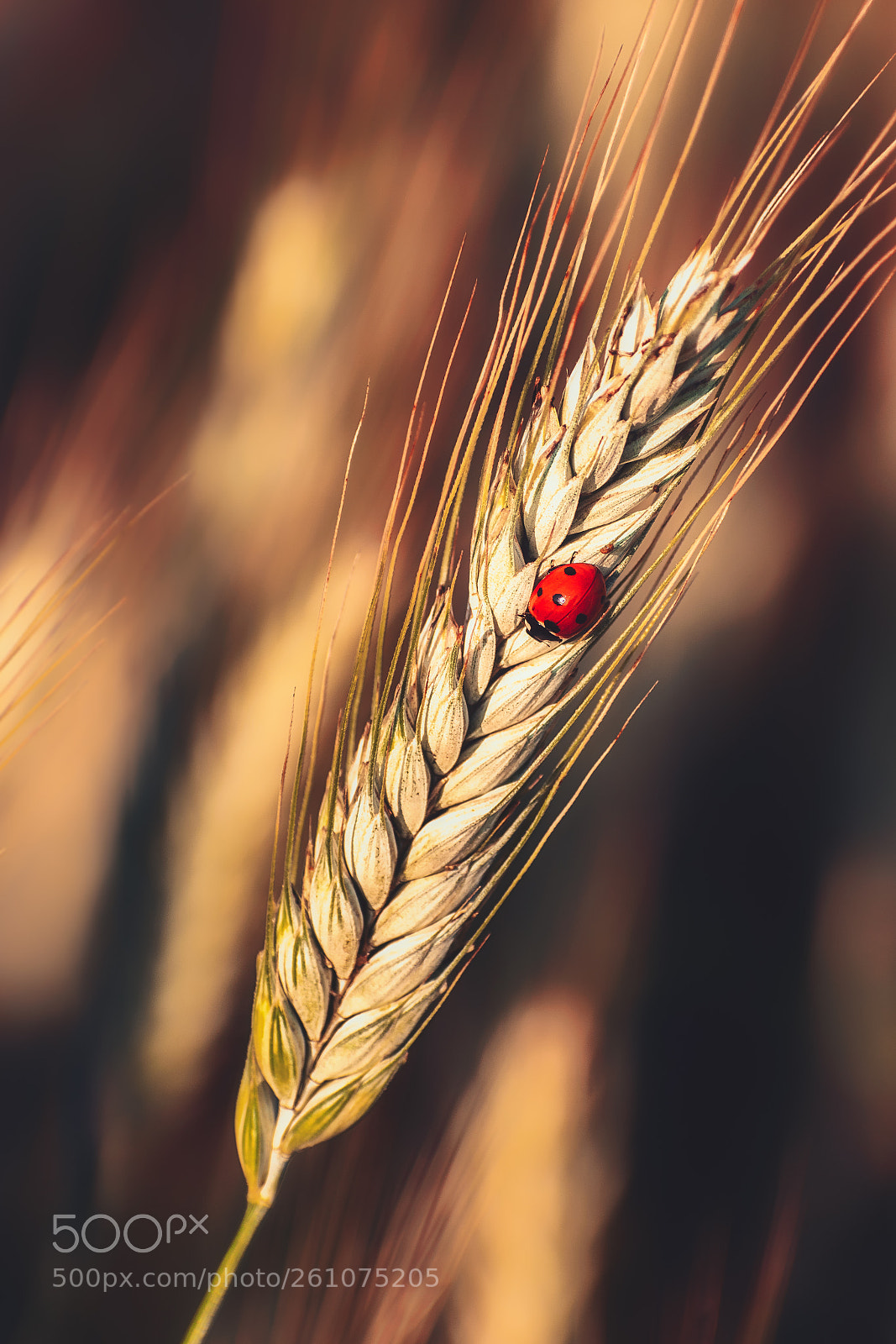 Nikon D5300 sample photo. Ladybug photography
