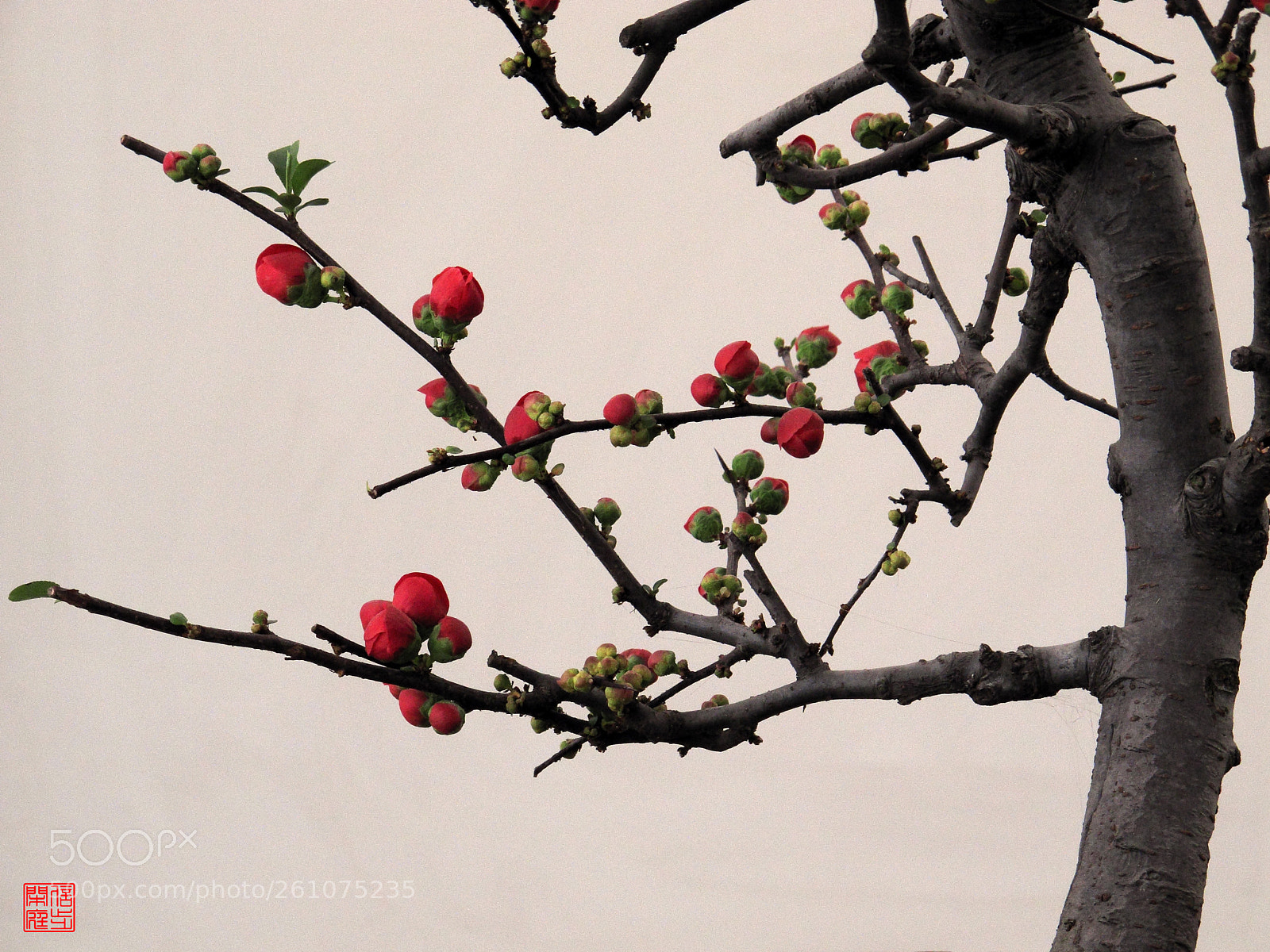 Canon PowerShot G12 sample photo. 春消息——the message of spring photography