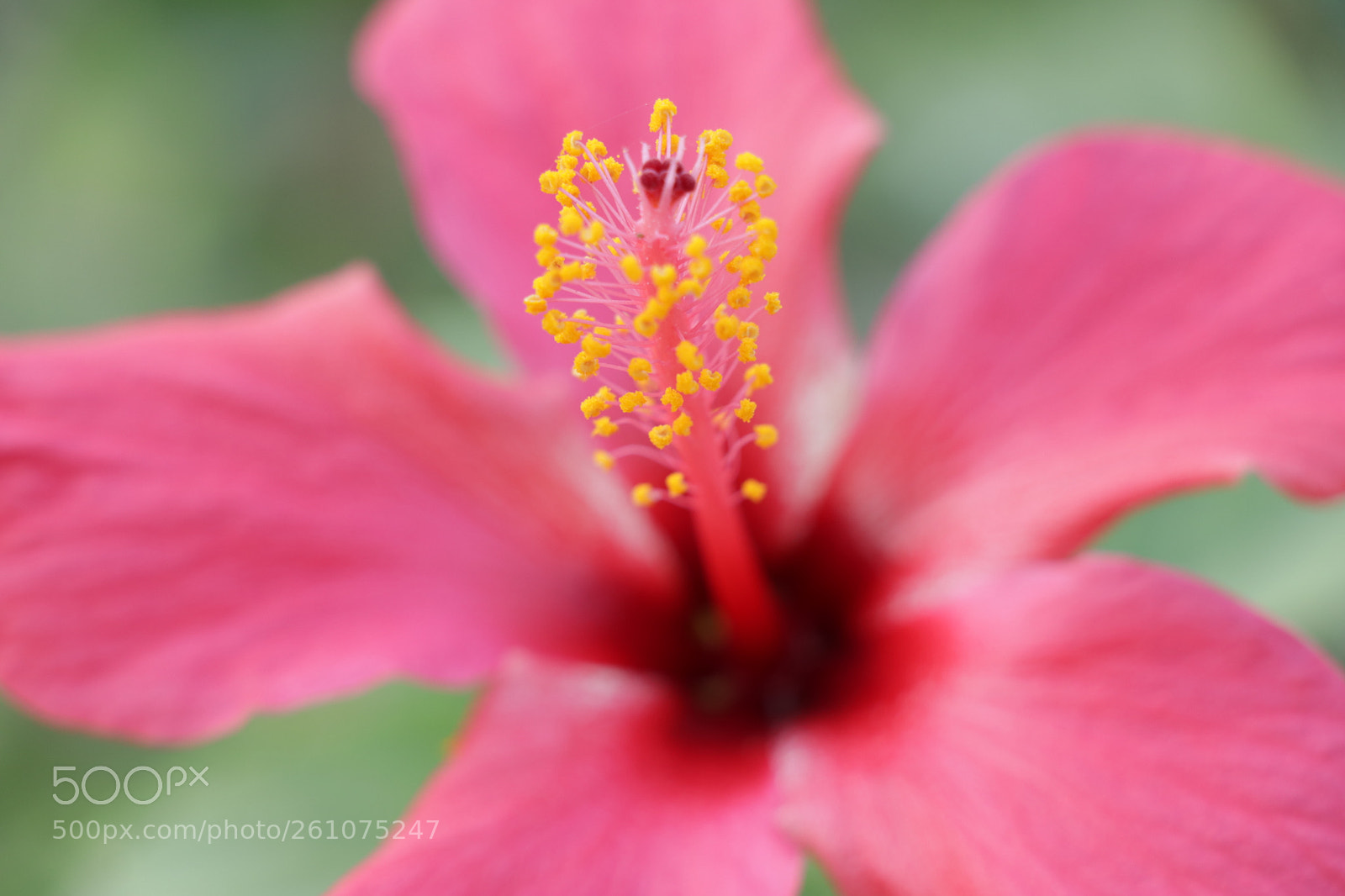 Canon EOS 80D sample photo. Img photography