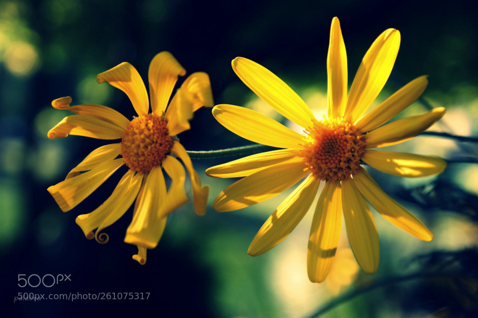 Samsung NX300 sample photo. 1970's (5) photography