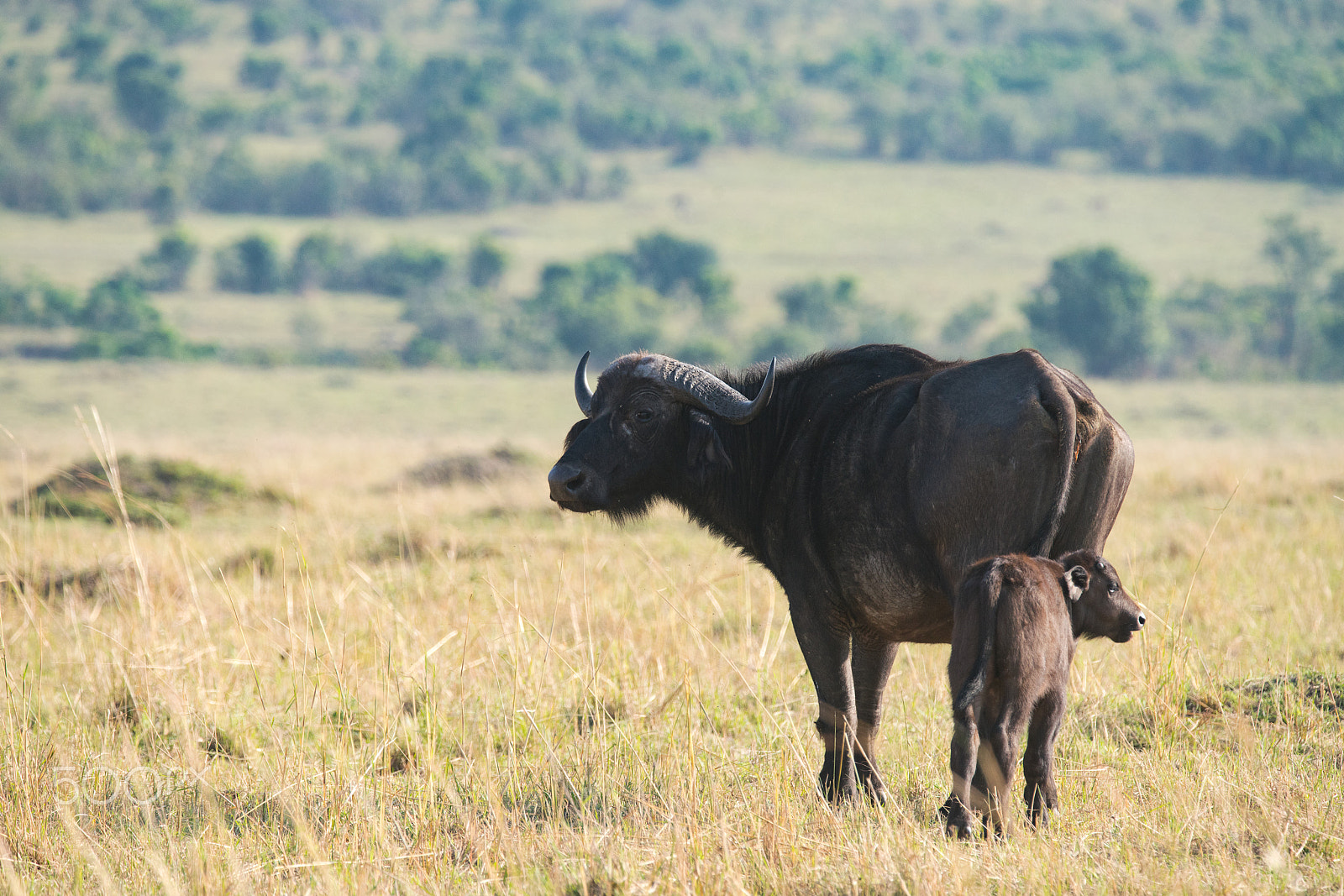Sony a99 II sample photo. Mommy and me, cape buffalo photography