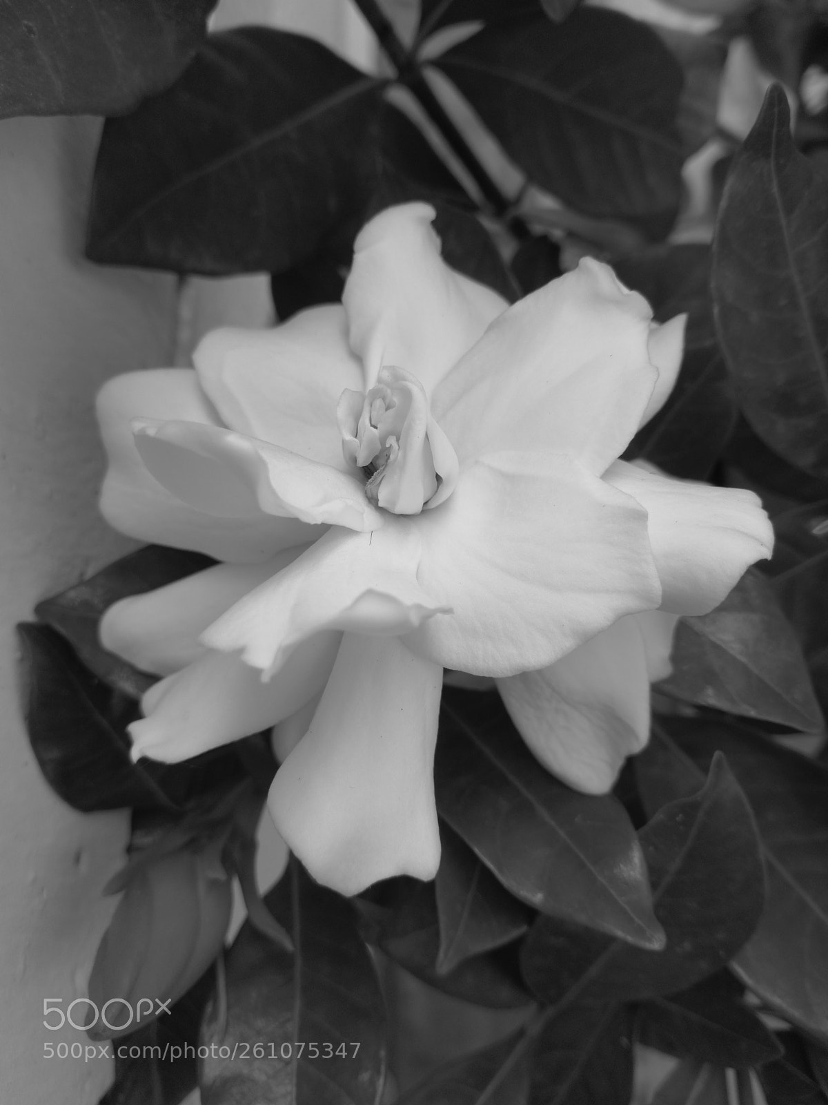 HUAWEI P10 sample photo. Untitled photography