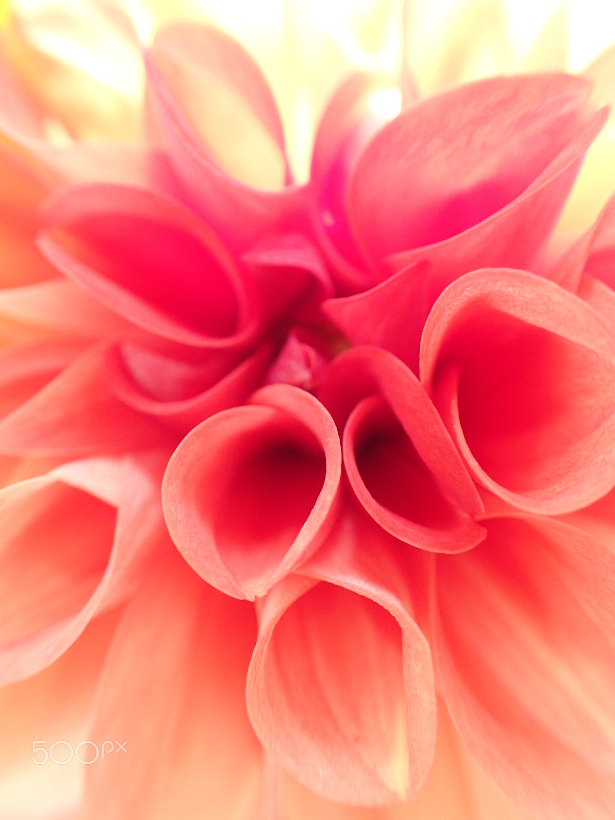 Olympus TG-4 sample photo. Dahlia delight photography