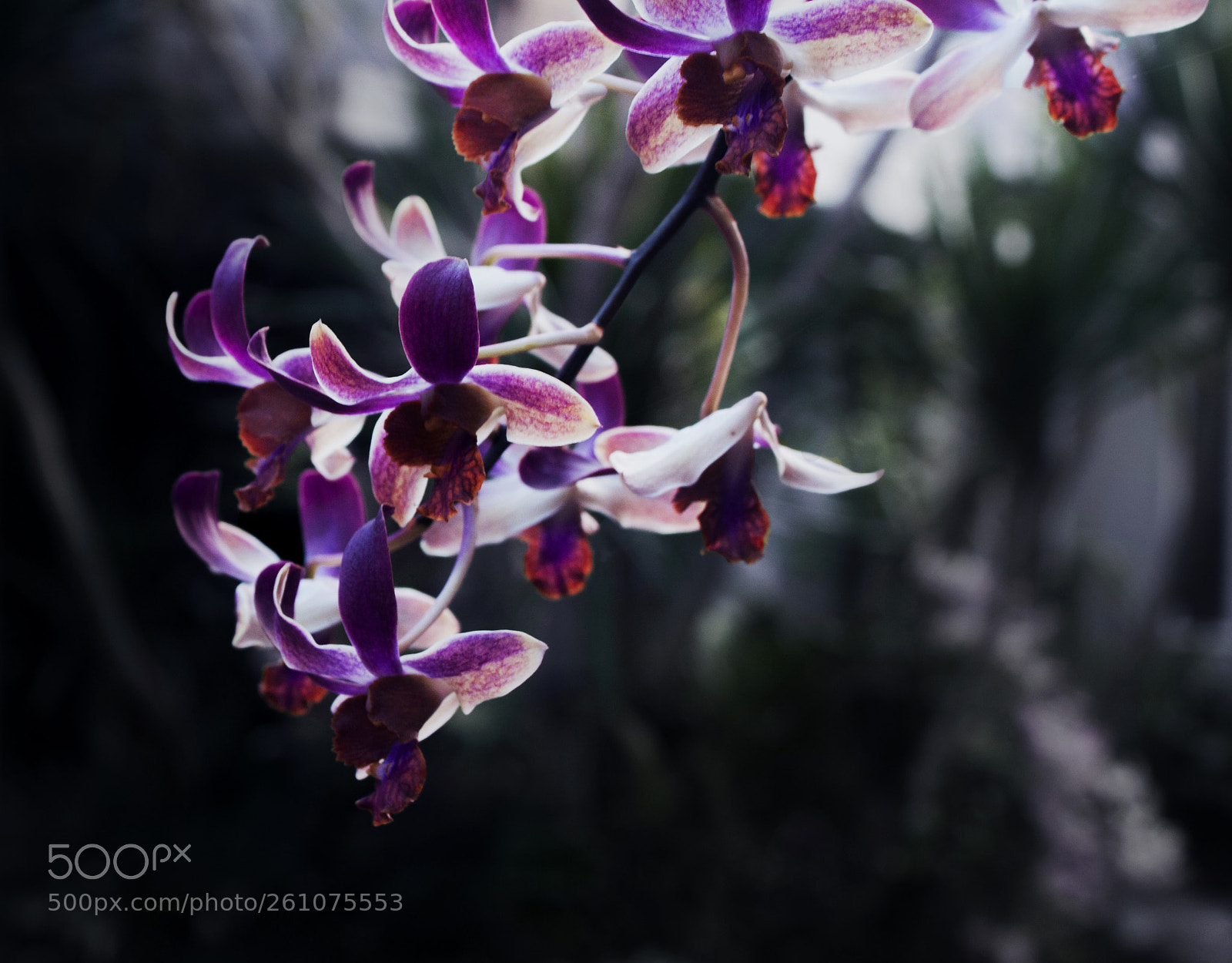 Canon EOS 500D (EOS Rebel T1i / EOS Kiss X3) sample photo. Evening orchid photography