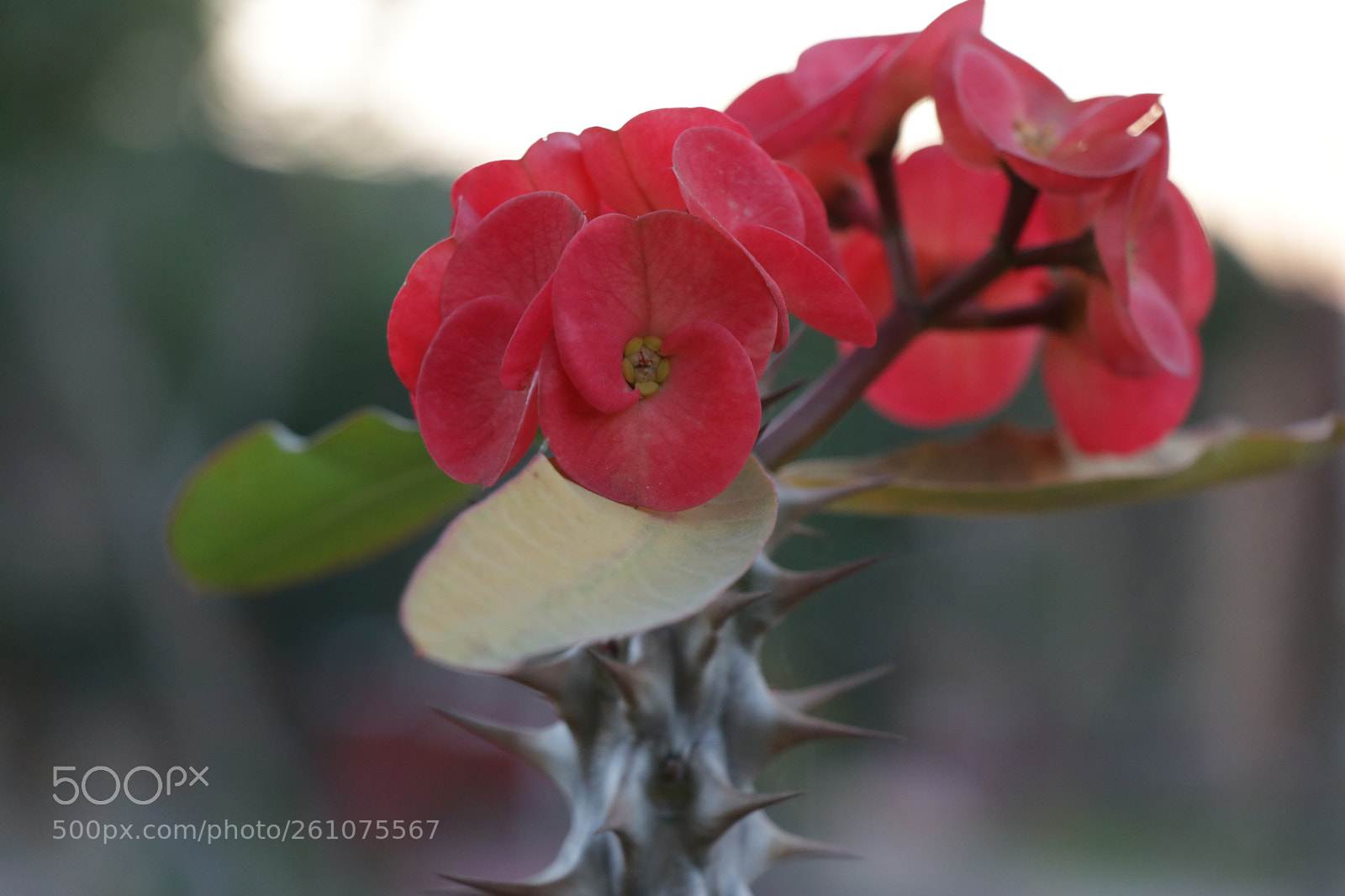 Canon EOS 80D sample photo. Img photography