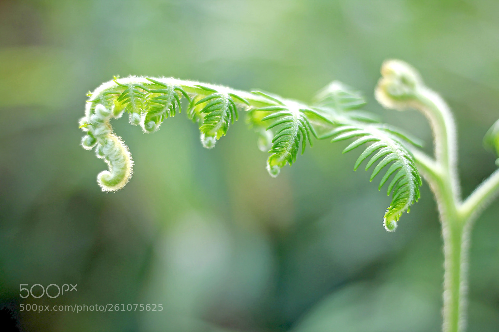 Canon EOS 550D (EOS Rebel T2i / EOS Kiss X4) sample photo. Fern green nature photography