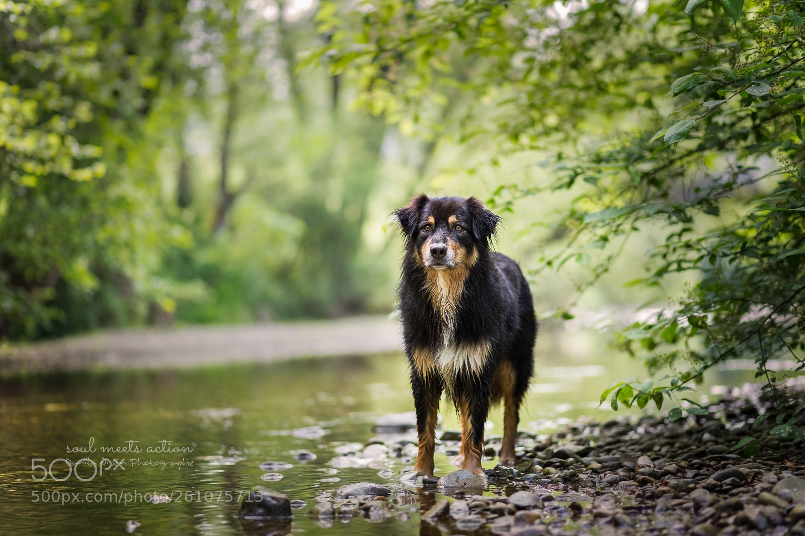 Canon EOS 5D Mark IV sample photo. Shiry - australian shepherd photography