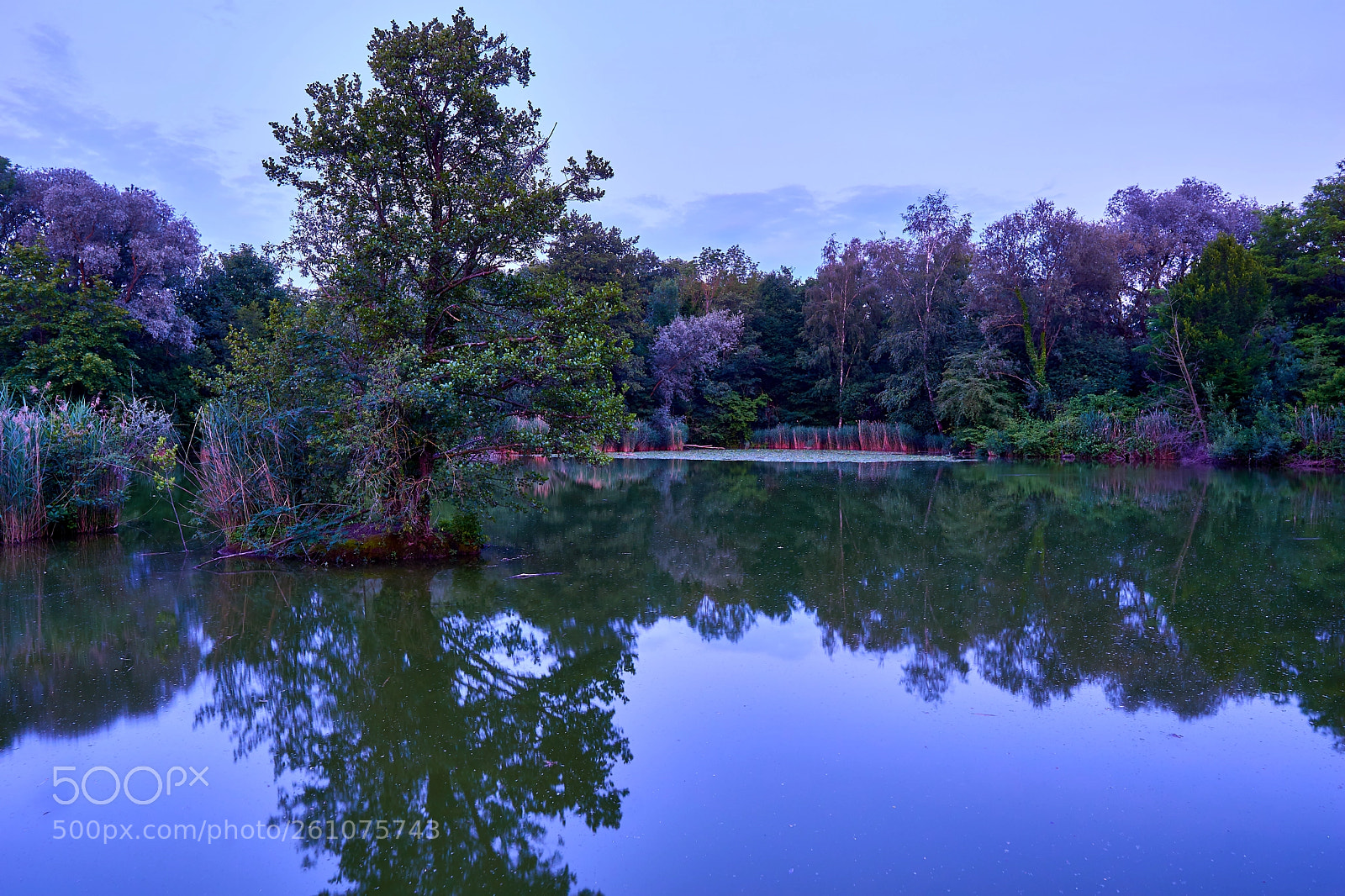 Sony a6000 sample photo. Tree and pond photography