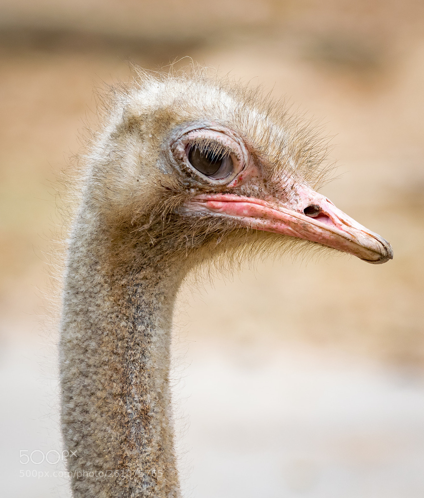 Nikon D5300 sample photo. The ostrich photography