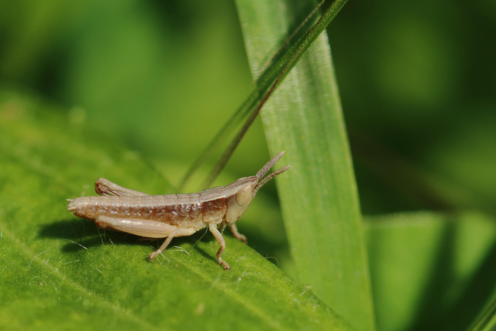 Canon EOS 70D + Canon EF 100mm F2.8L Macro IS USM sample photo. Baby hopper... photography