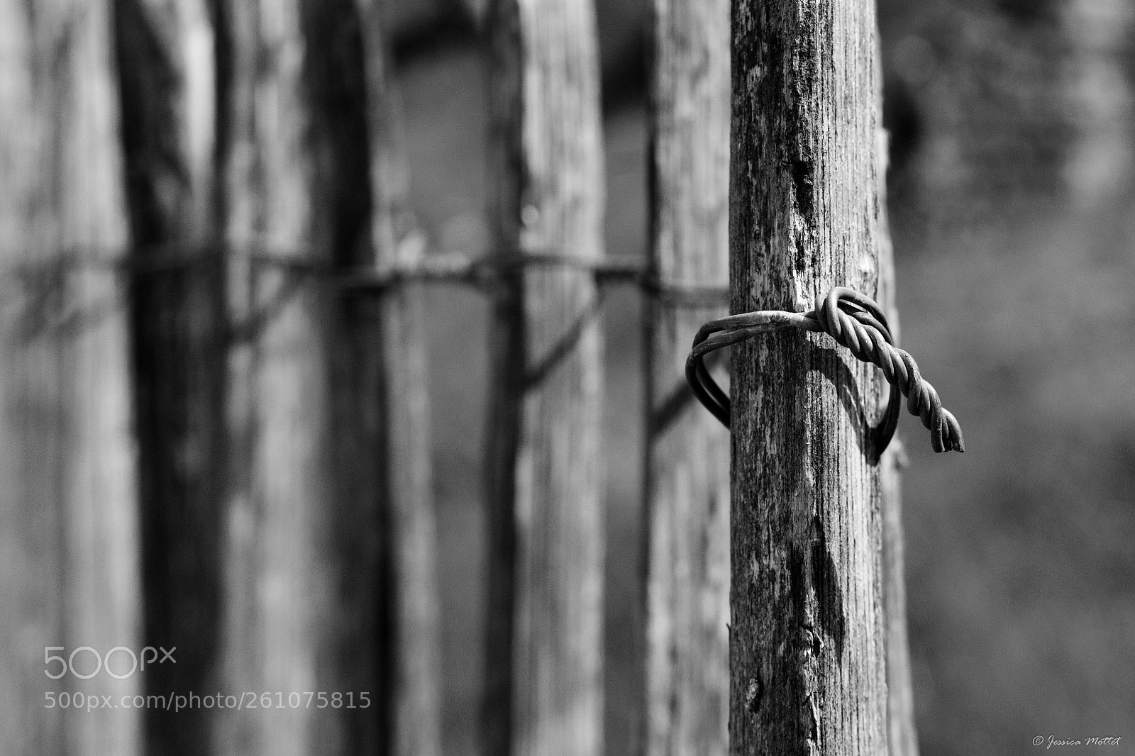Nikon D3100 sample photo. Fence photography