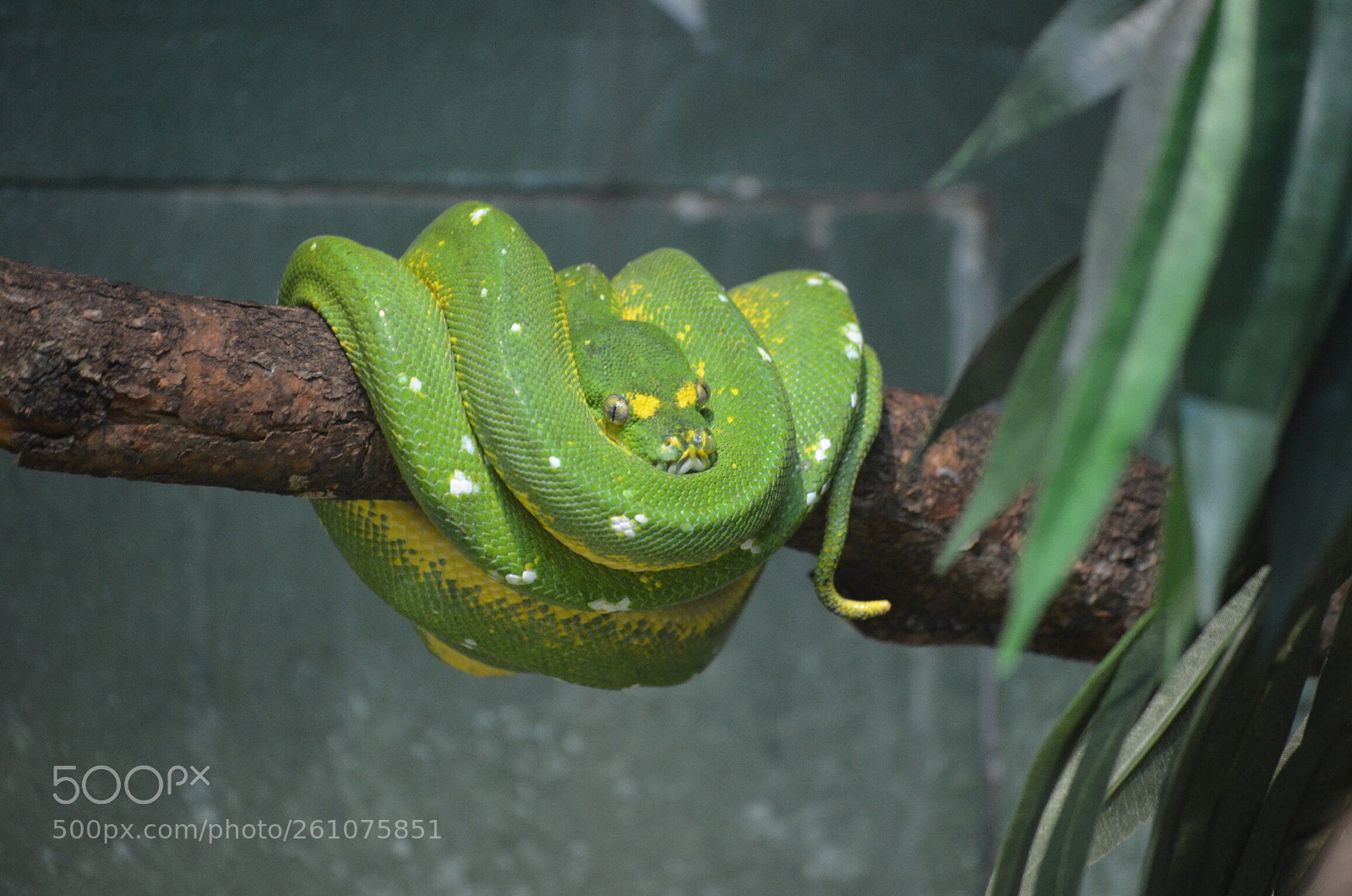 Nikon D5100 sample photo. Untitled photography