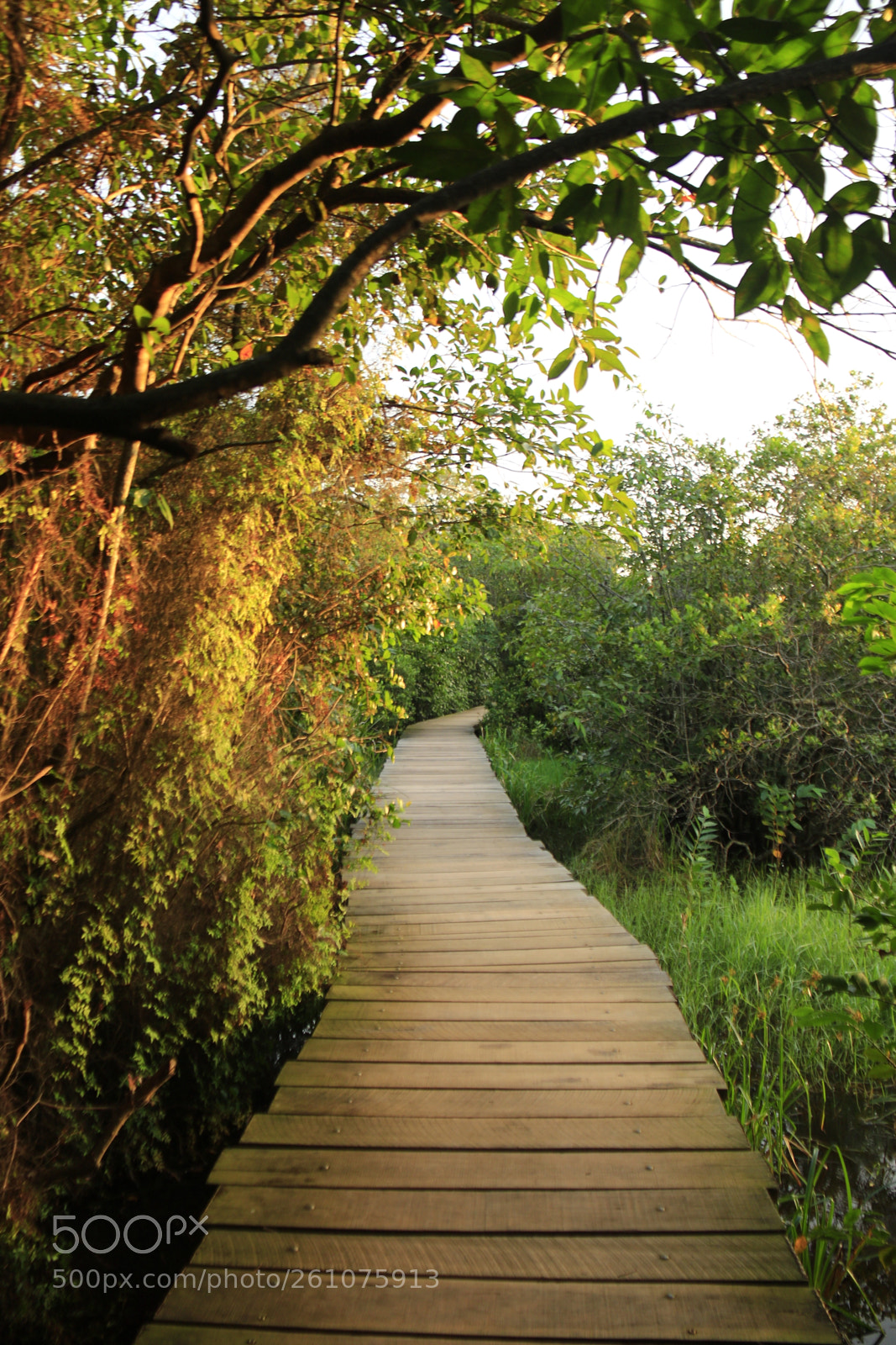 Canon EOS 70D sample photo. Bridge to terabithia photography