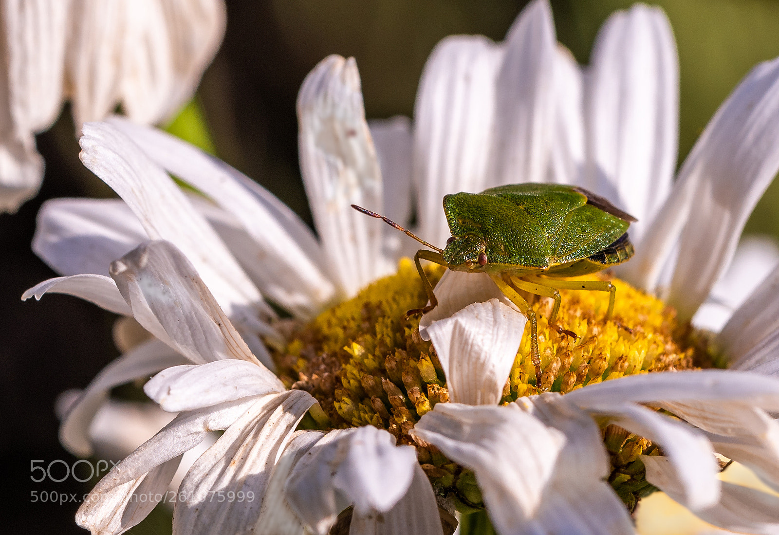 Nikon D750 sample photo. Bug photography