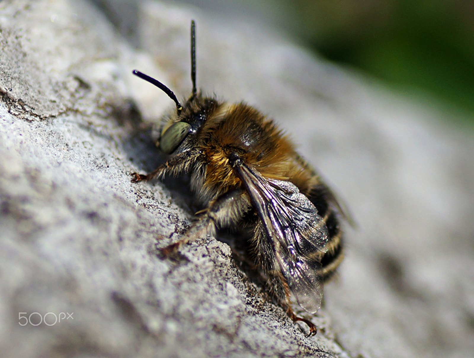 Sony SLT-A57 sample photo. Wild bee photography