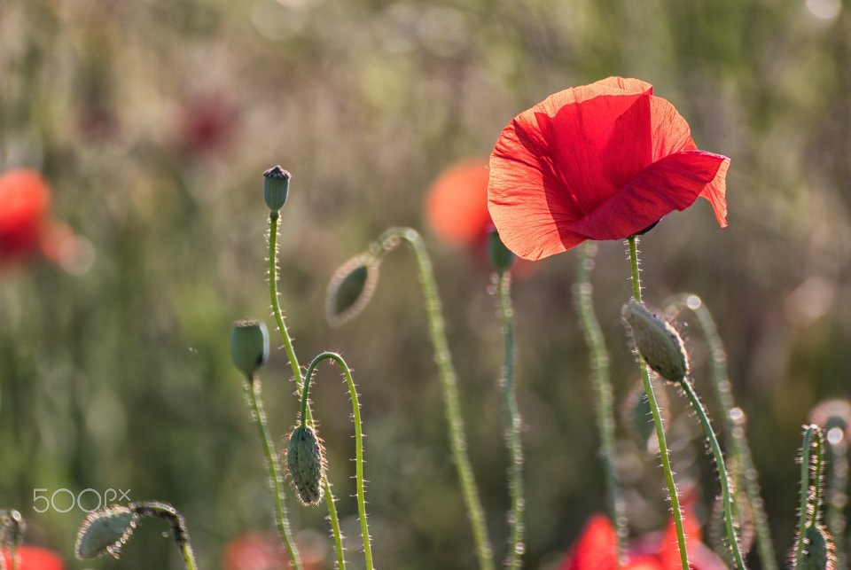 Tamron SP 70-300mm F4-5.6 Di VC USD sample photo. Poppy photography
