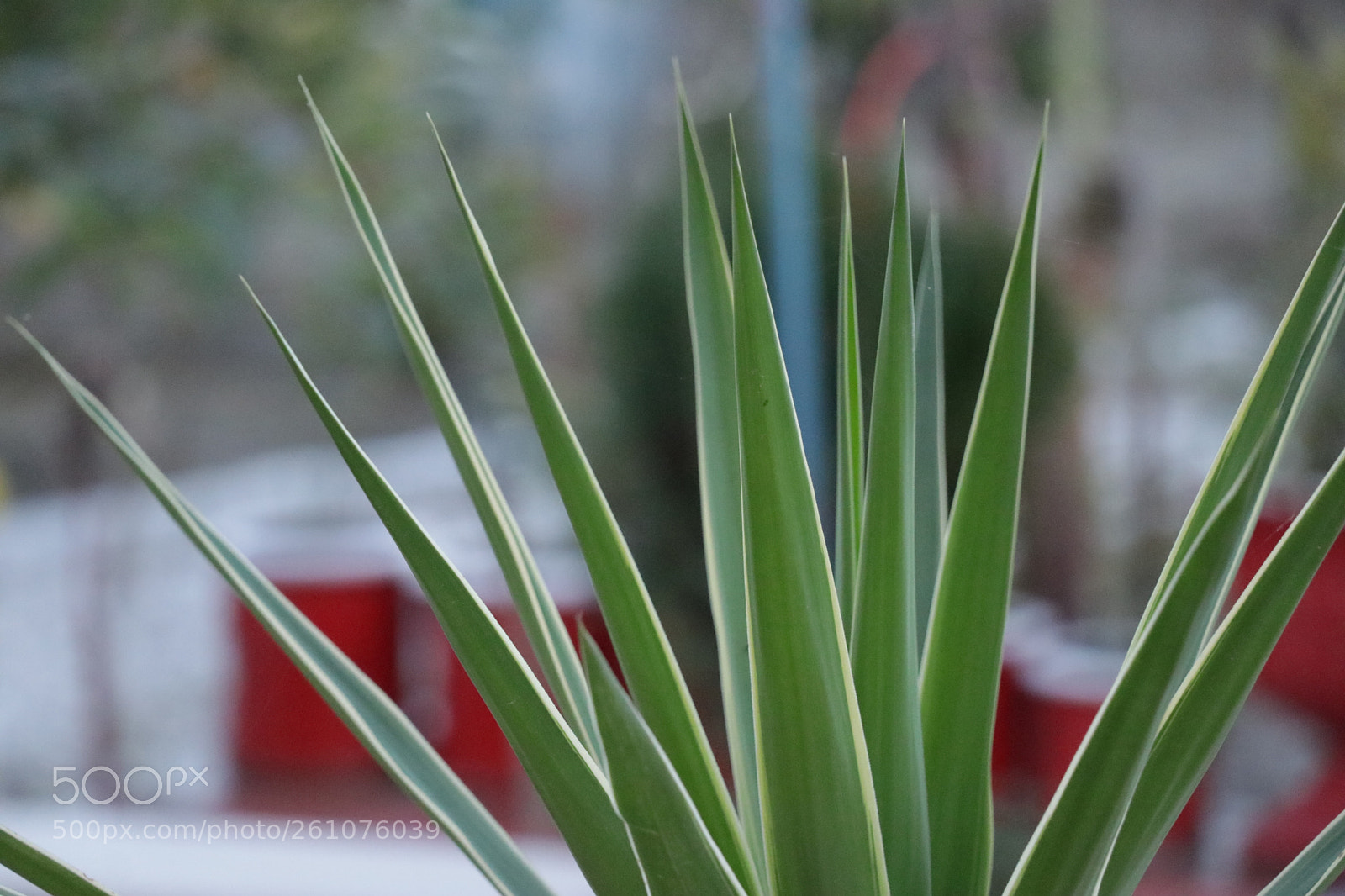 Canon EOS 80D sample photo. Img photography