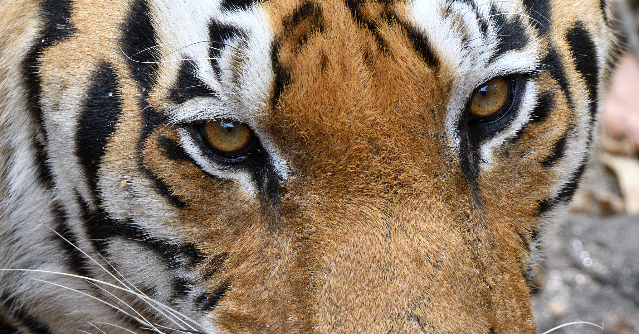 Nikon D500 sample photo. Tiger's eyes up close photography