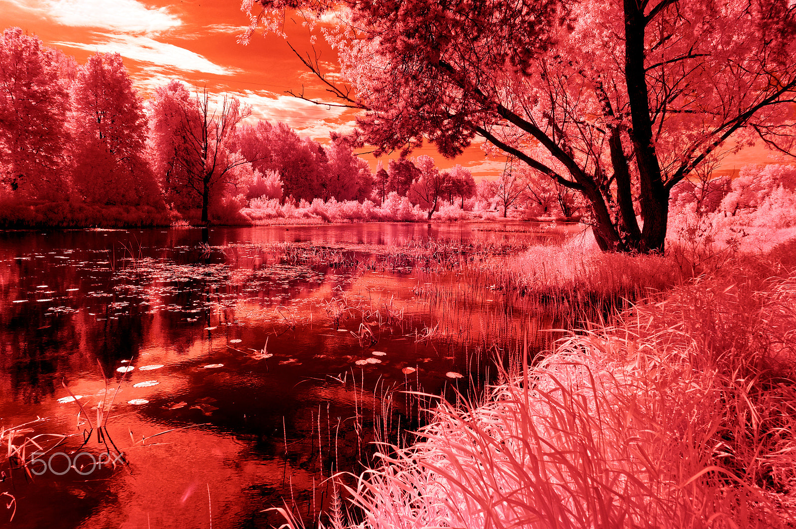 Sony Alpha NEX-3 sample photo. Infrared summer photography