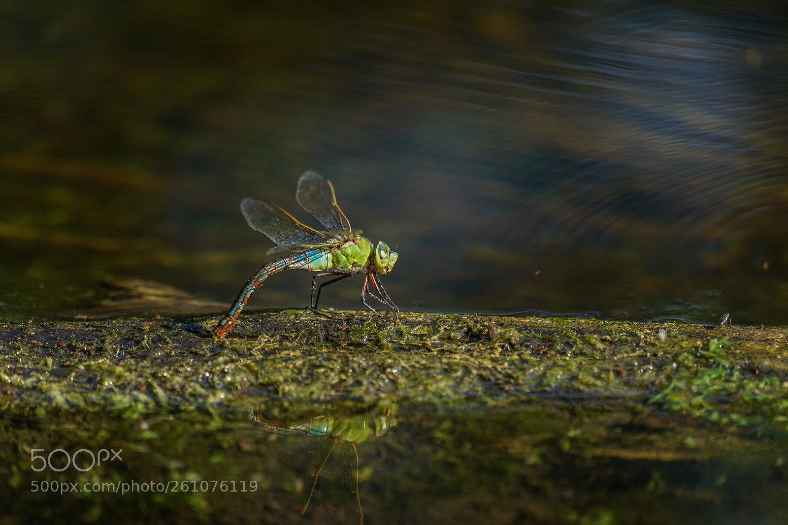 Sony a7R II sample photo. Königin photography