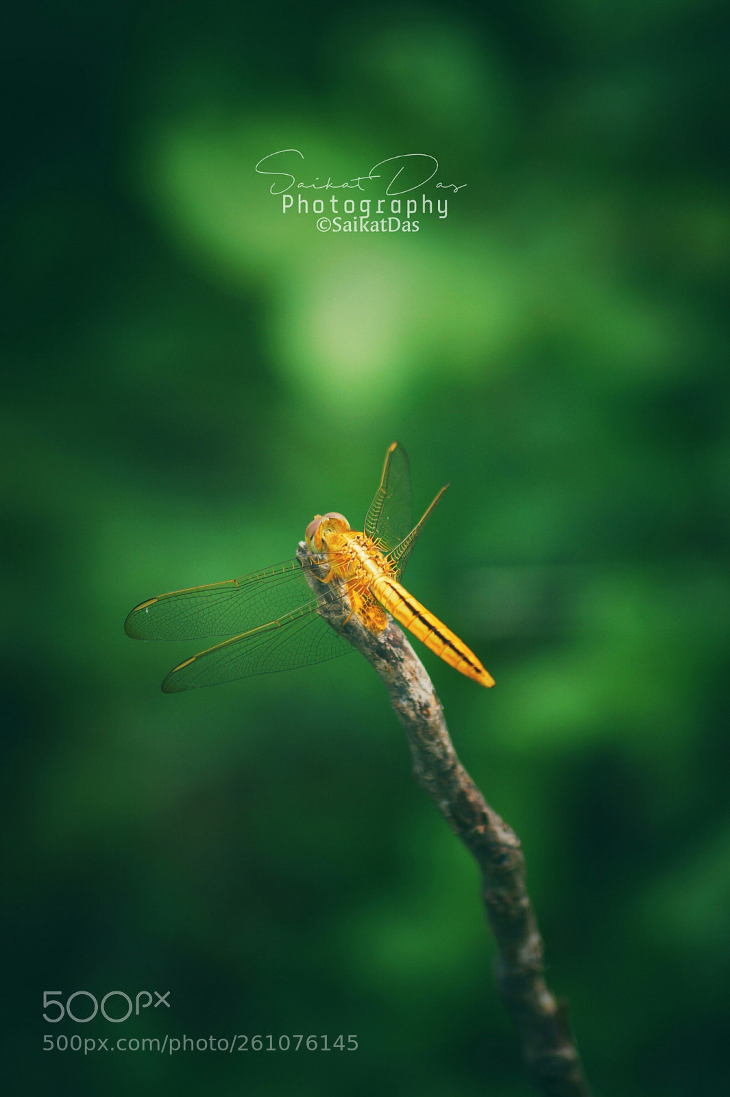 Sony SLT-A58 sample photo. Yellow dragonfly photography