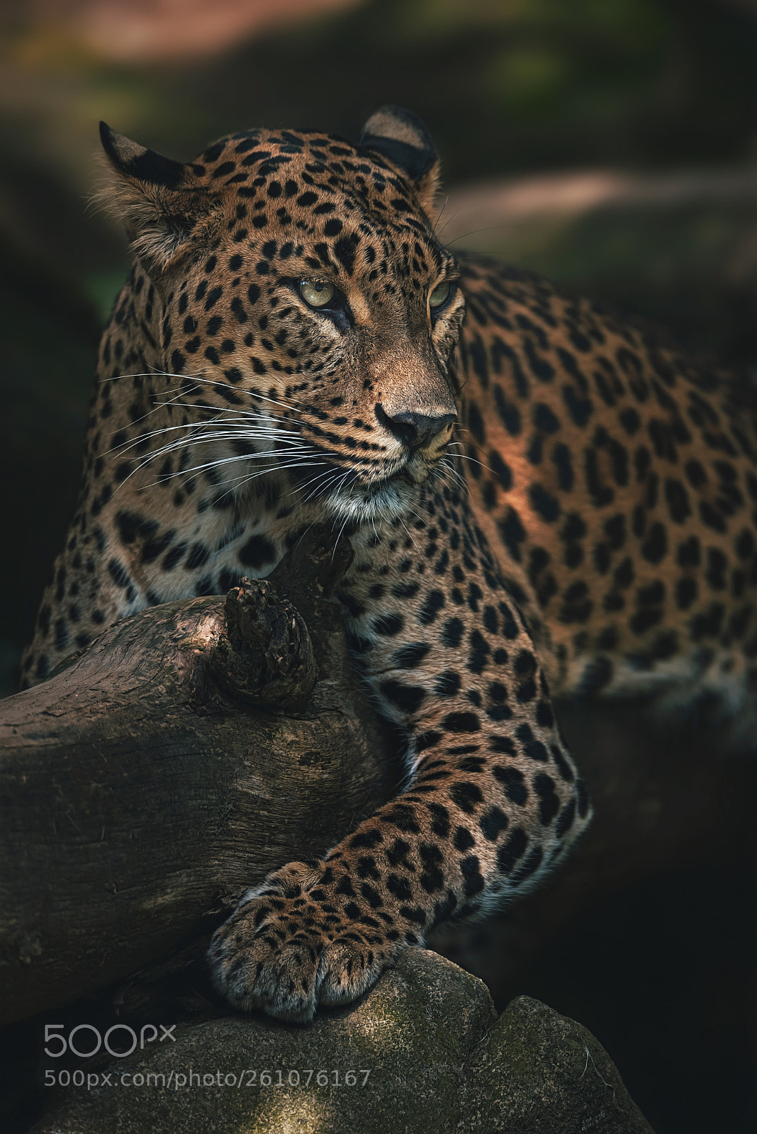 Nikon D750 sample photo. Ceylon leopard photography
