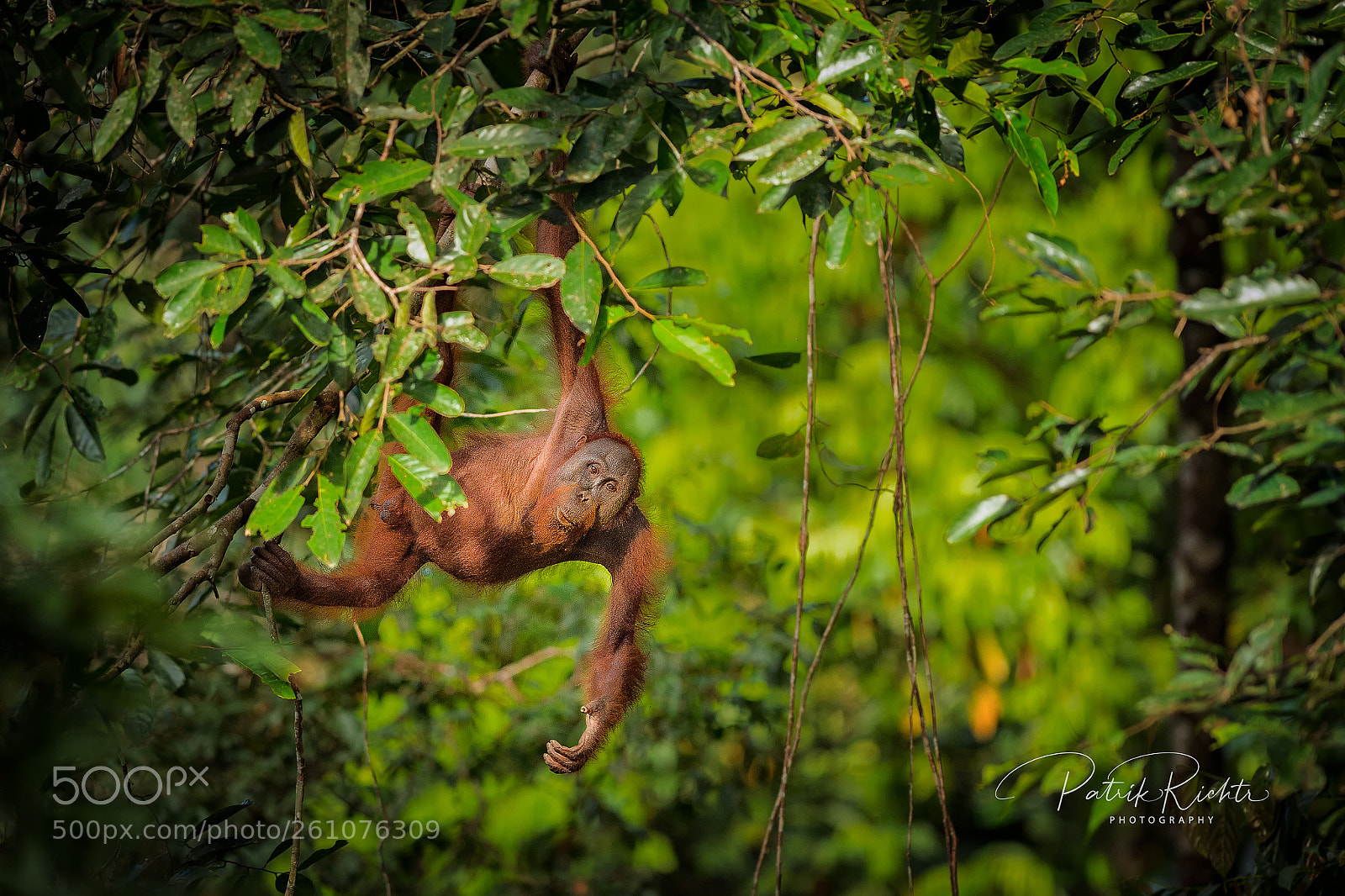 Nikon D4S sample photo. Free orangutan photography
