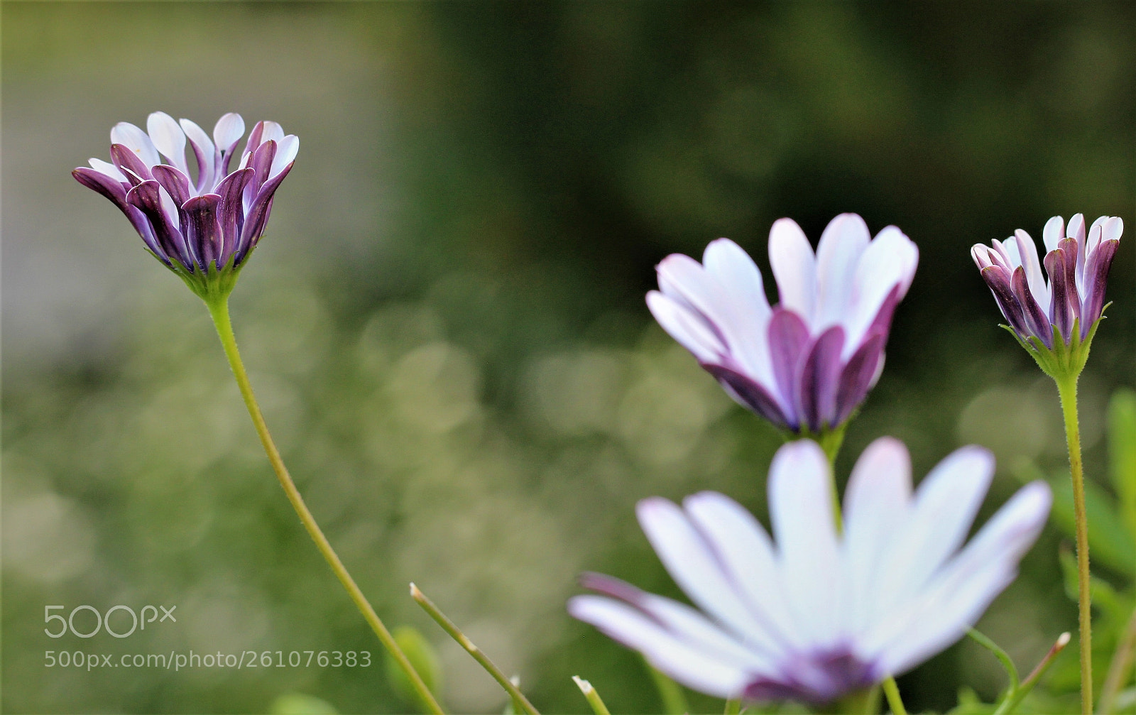Canon EOS 600D (Rebel EOS T3i / EOS Kiss X5) sample photo. Untitled photography