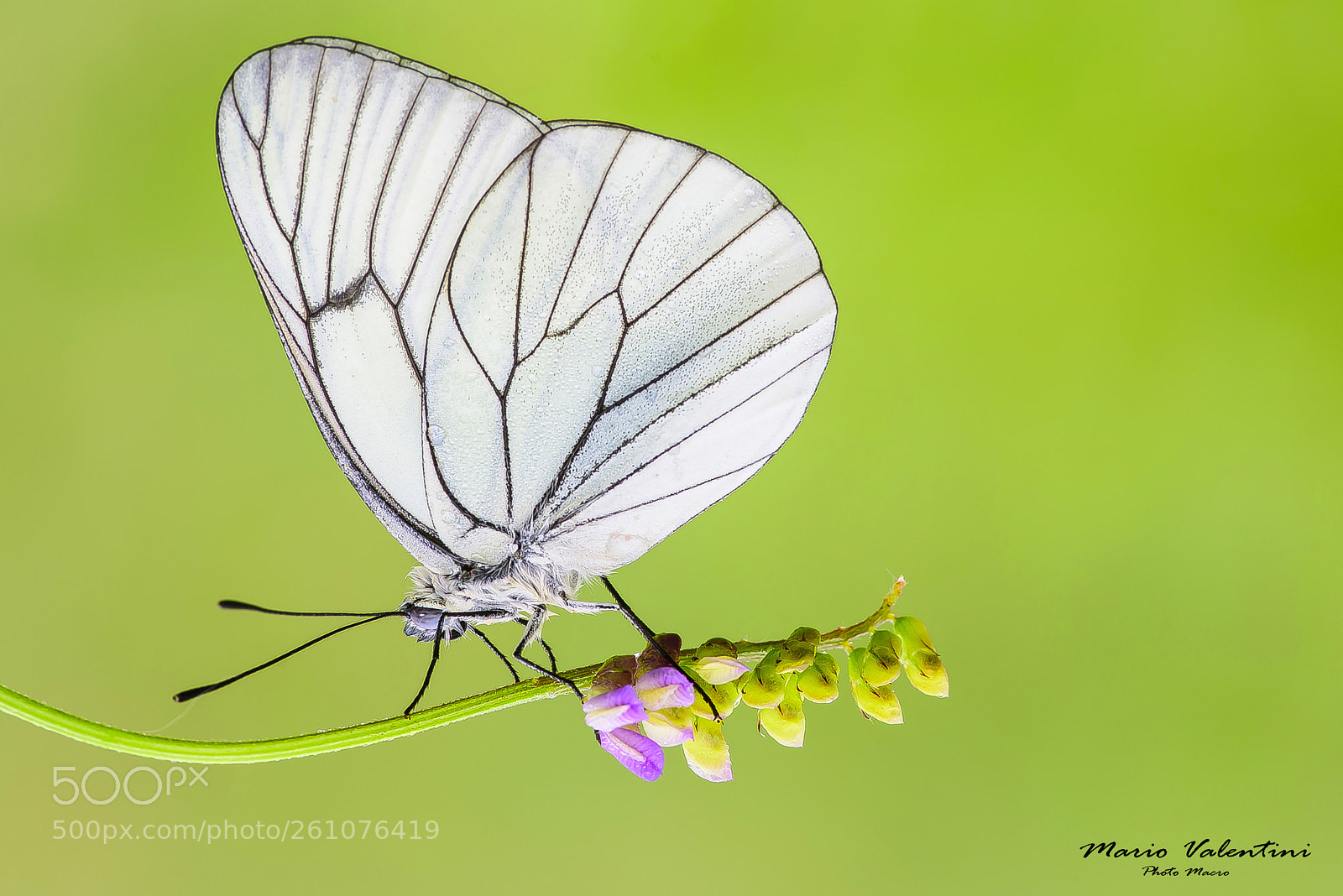 Nikon D750 sample photo. The dancer. aporia crataegi.italy photography