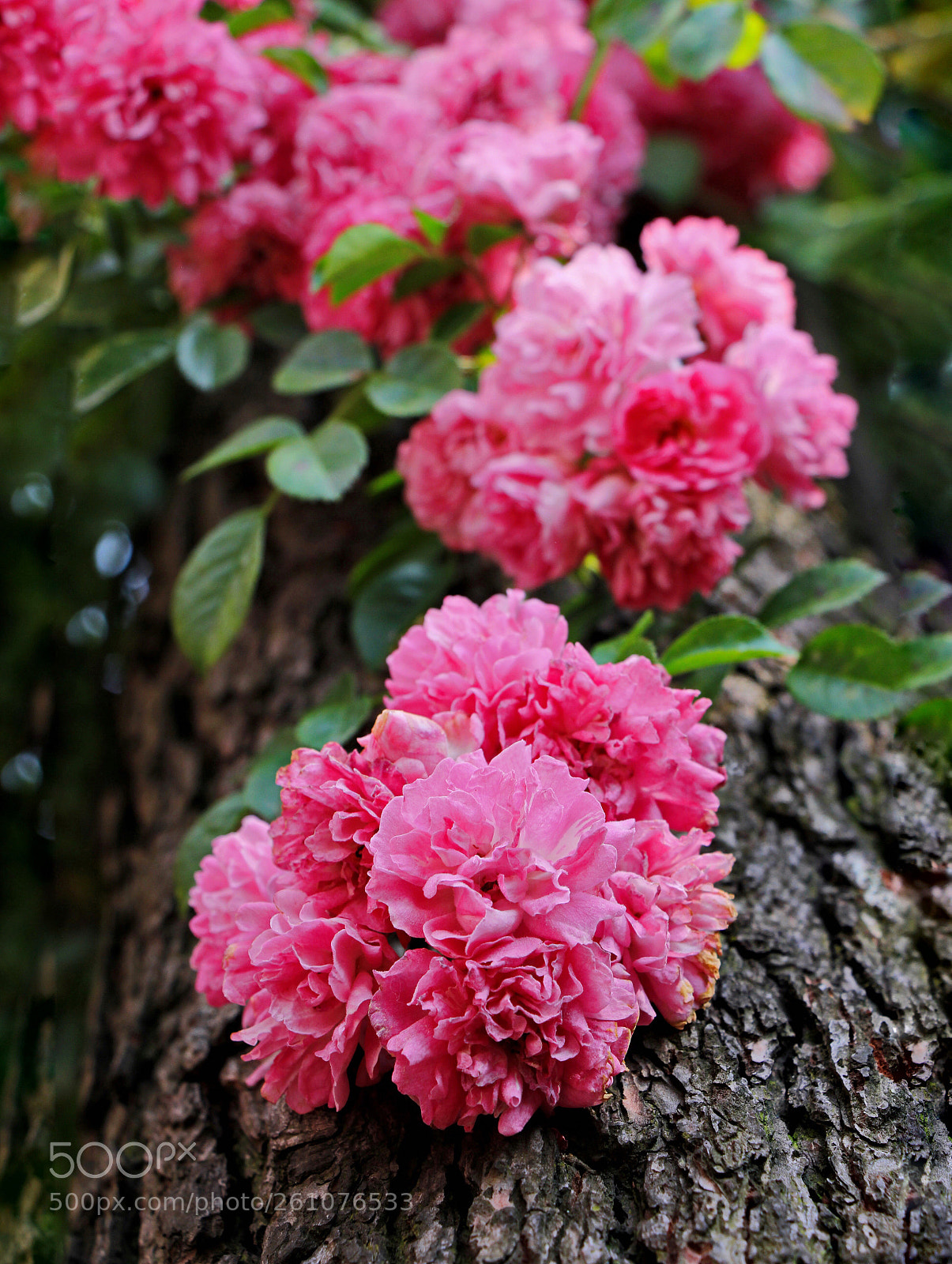 Canon EOS 60D sample photo. Untitled photography