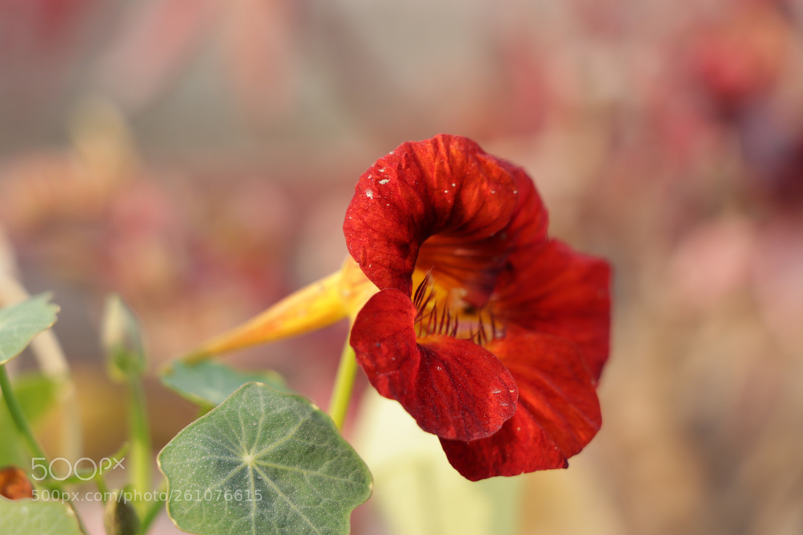 Canon EOS 80D sample photo. Img photography
