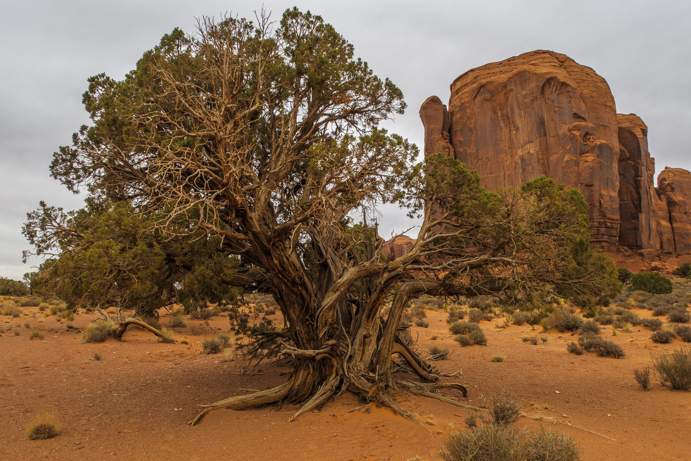 Canon PowerShot G5 X sample photo. Old tree in monument valley photography