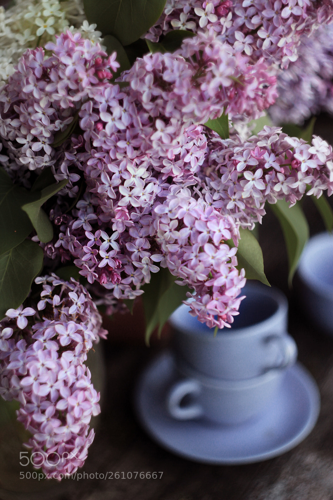 Canon EOS 550D (EOS Rebel T2i / EOS Kiss X4) sample photo. @dreamsgarden37 photography