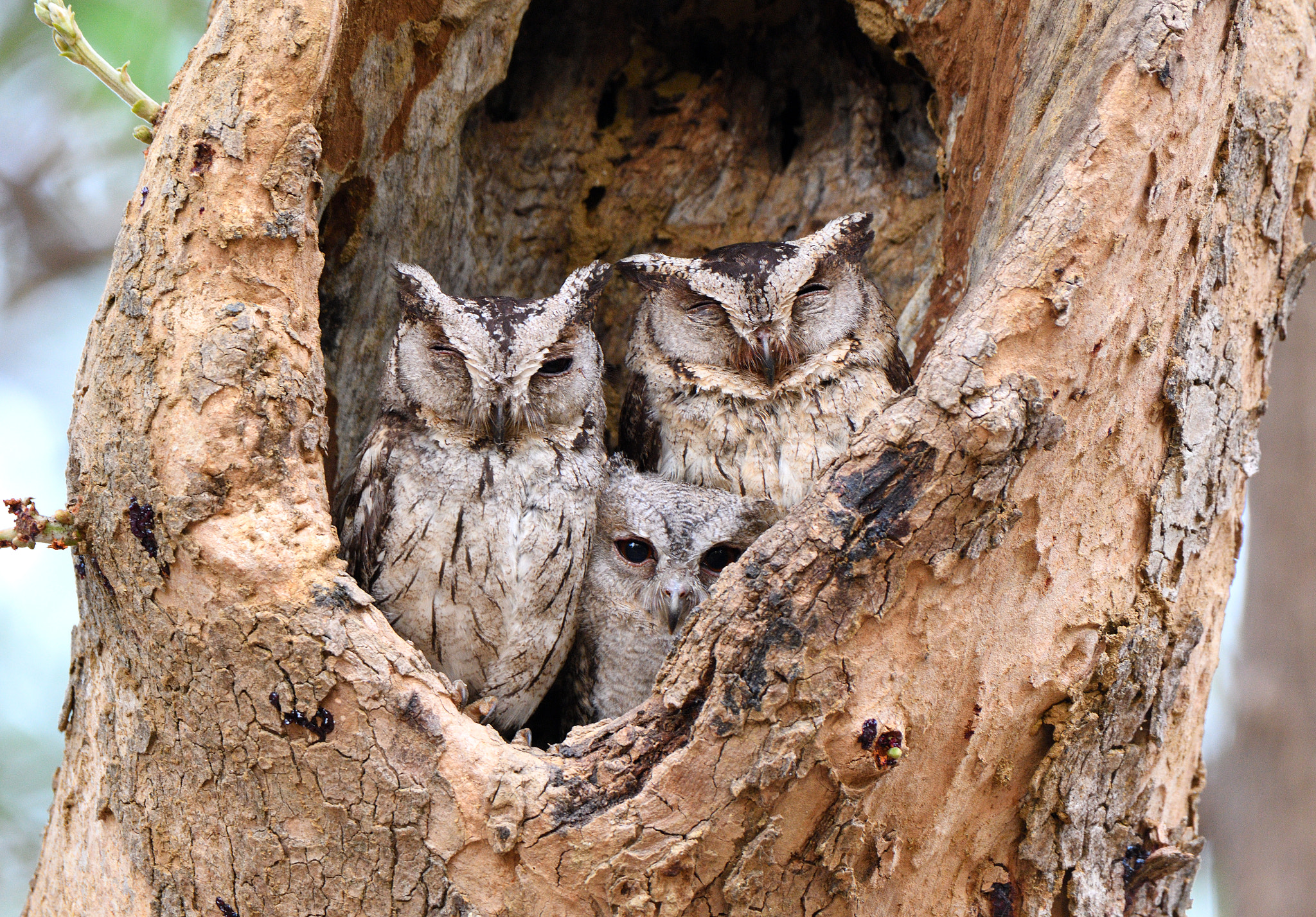 Nikon D500 + Nikon AF-S Nikkor 200-500mm F5.6E ED VR sample photo. Family of sleepy owlets in tree hollow photography