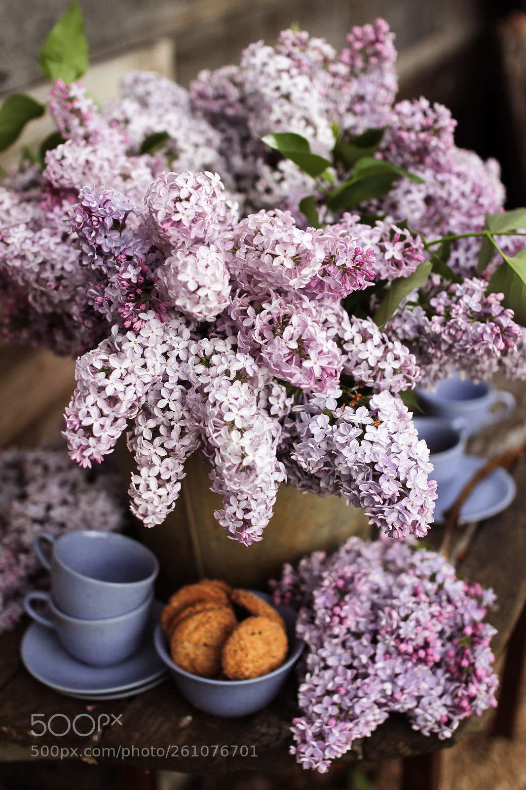 Canon EOS 550D (EOS Rebel T2i / EOS Kiss X4) sample photo. @dreamsgarden37 photography