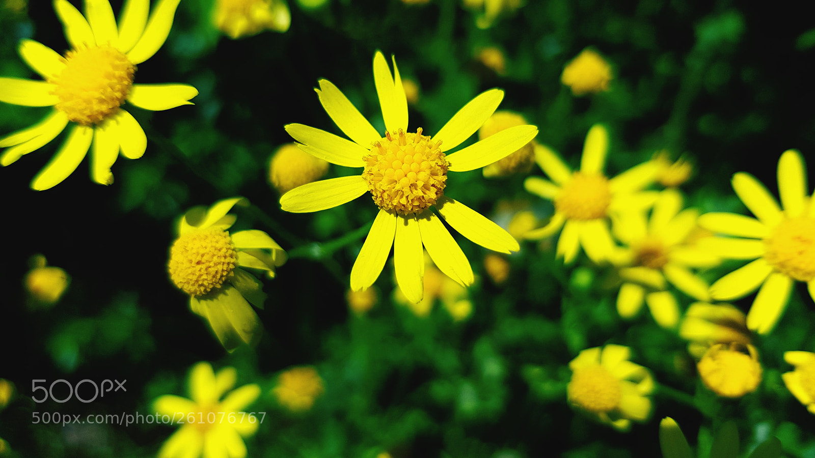 Samsung Galaxy S8 sample photo. Yellow flowers photography