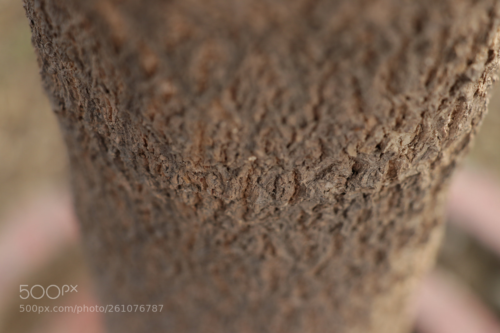 Canon EOS 80D sample photo. Img photography