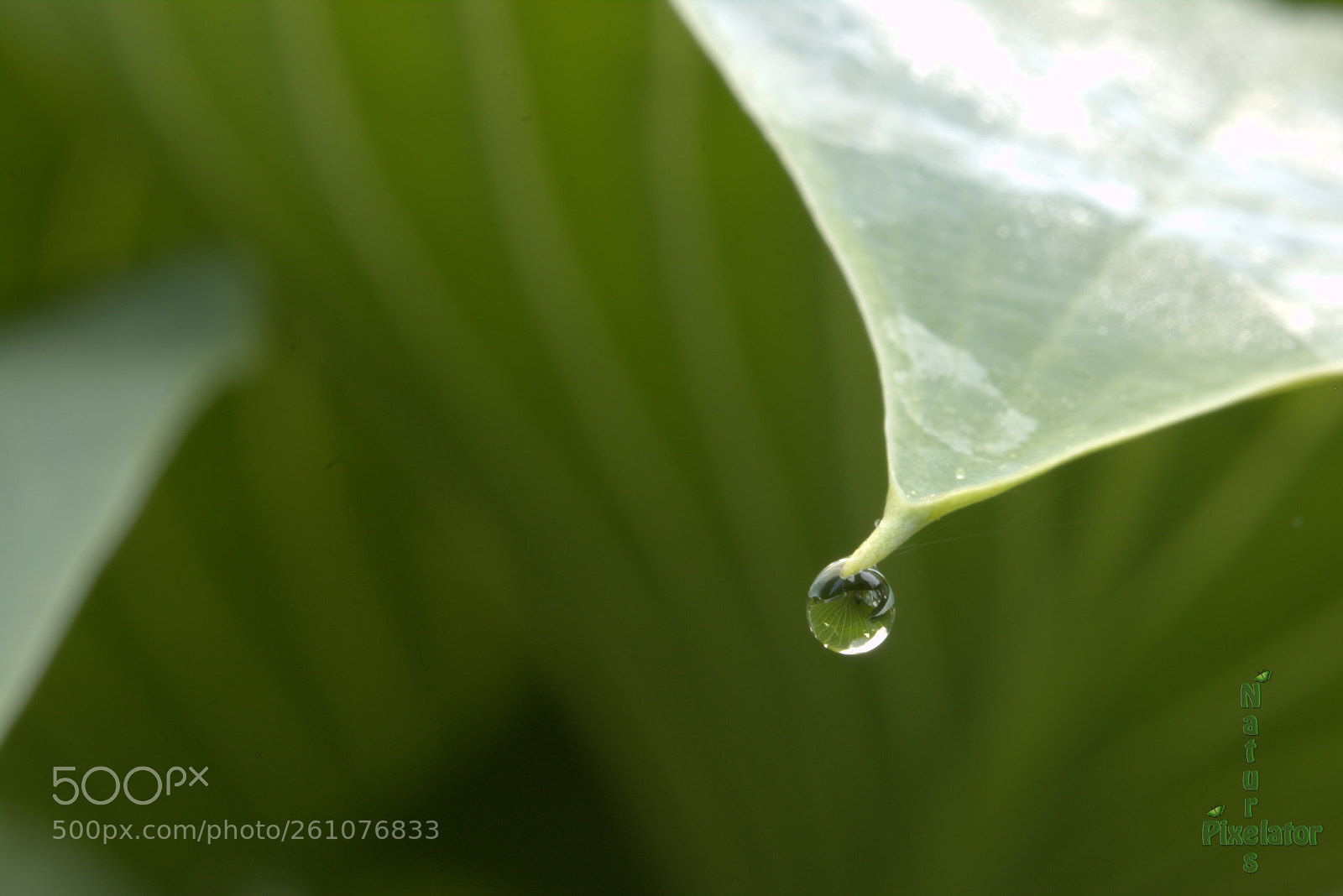 Canon EOS 750D (EOS Rebel T6i / EOS Kiss X8i) sample photo. The underneath of me ? photography