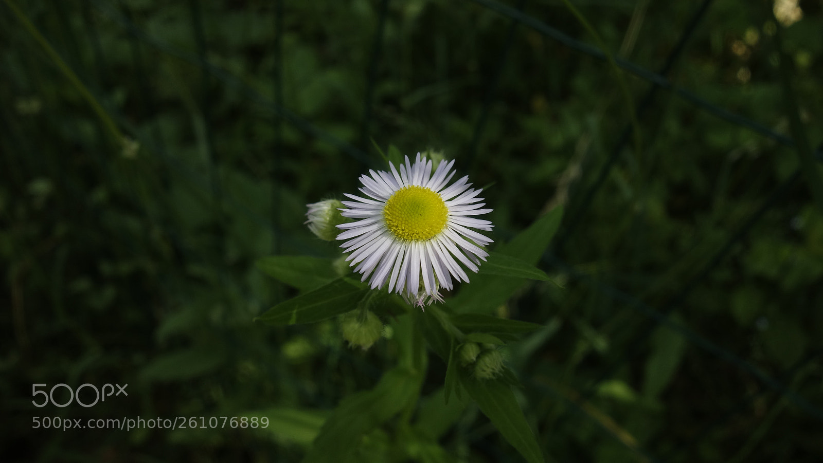 Sony Cyber-shot DSC-RX100 sample photo. Field flower photography