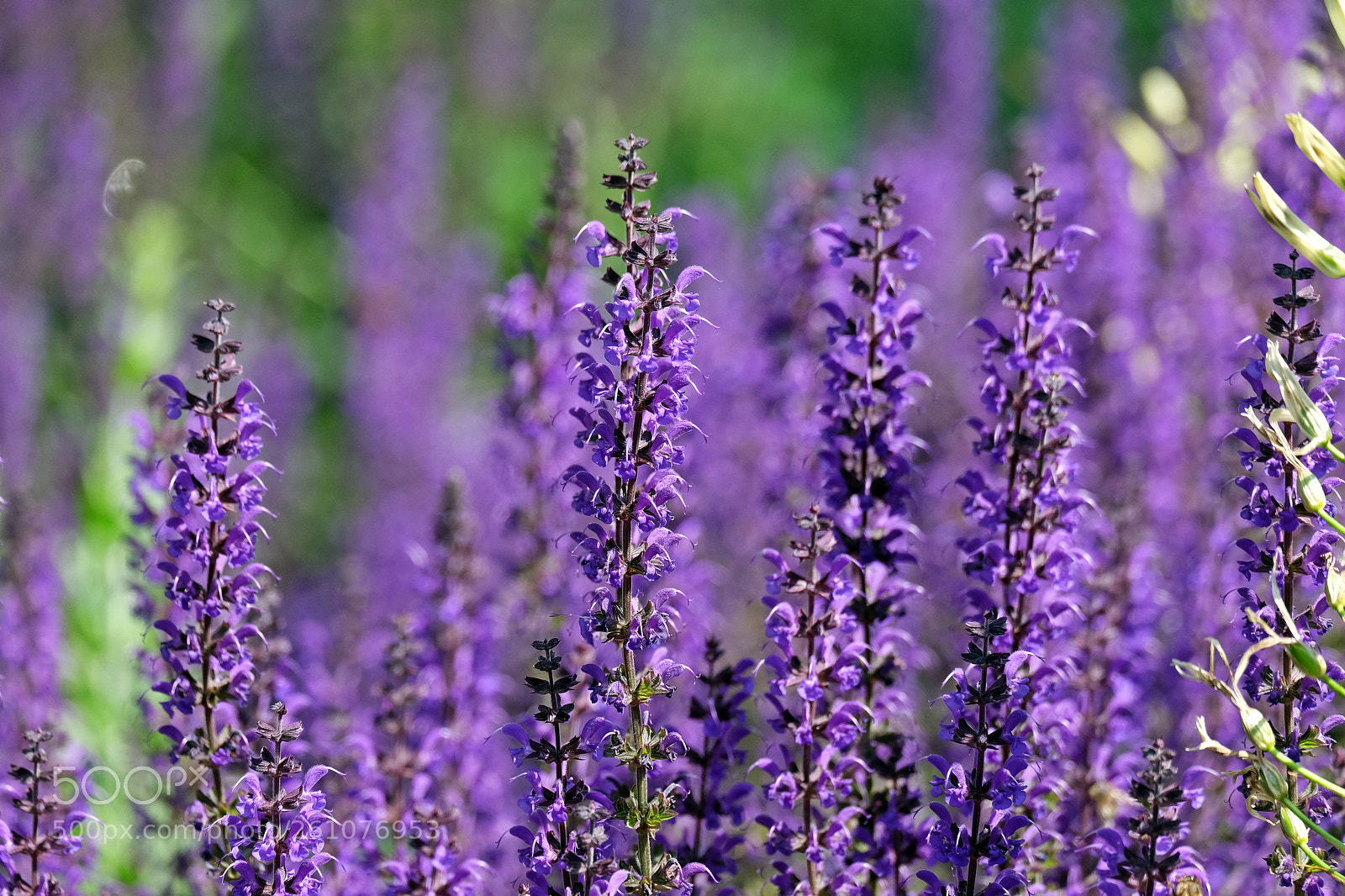 Fujifilm X-T10 sample photo. Sea of purple photography
