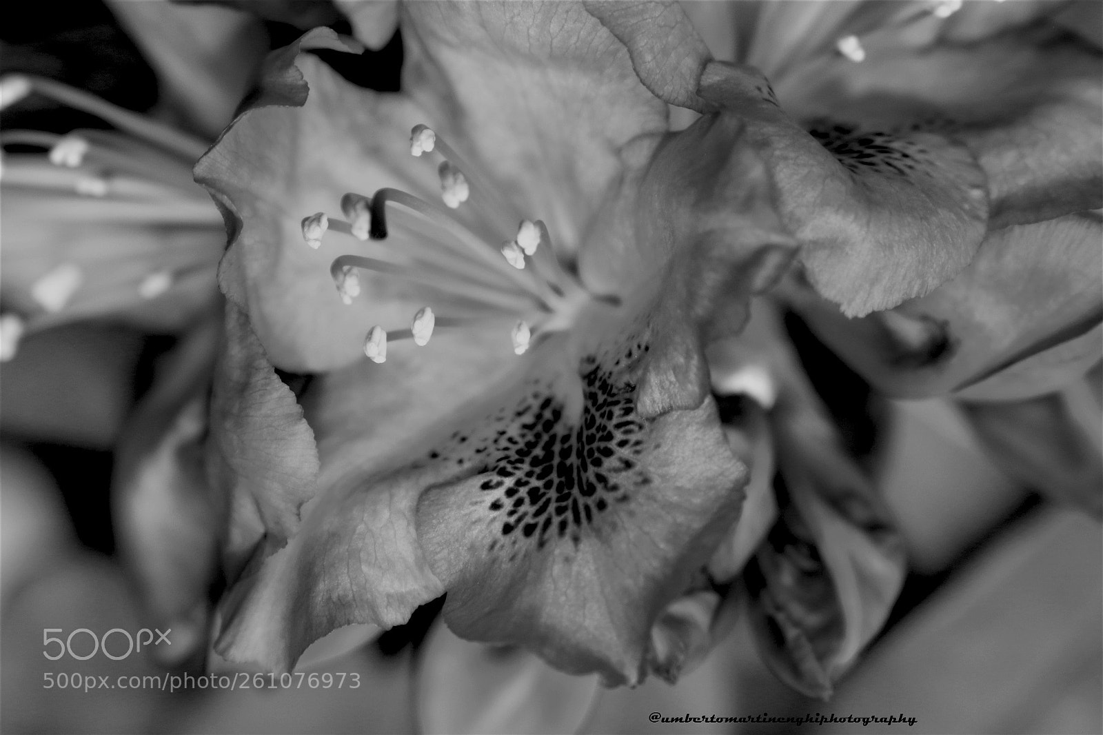 Canon EOS 7D Mark II sample photo. My flowers photography