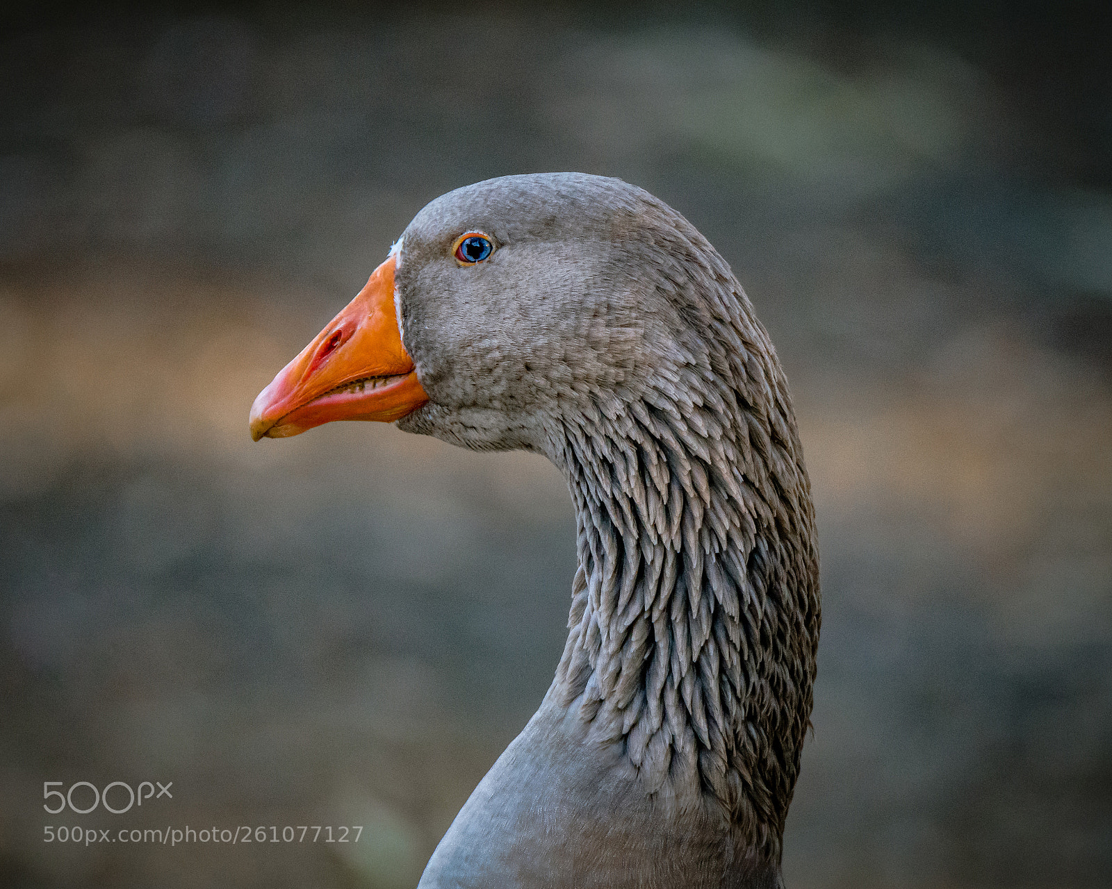Nikon D7200 sample photo. Male australian settler goose photography